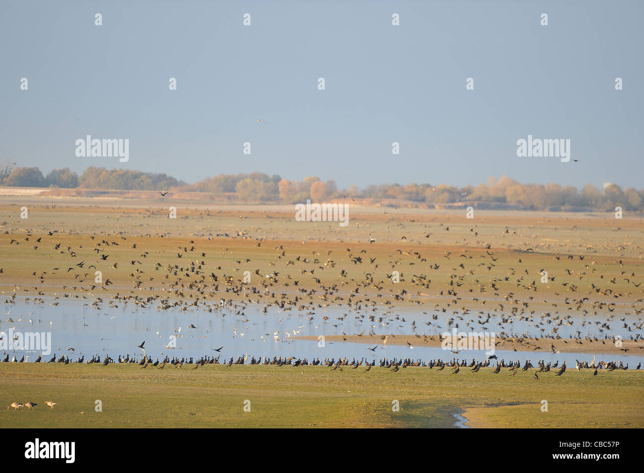 Great cormorant - Great black cormorant (Phalacrocorax carbo) flock taking off from the lake Stock Photo
