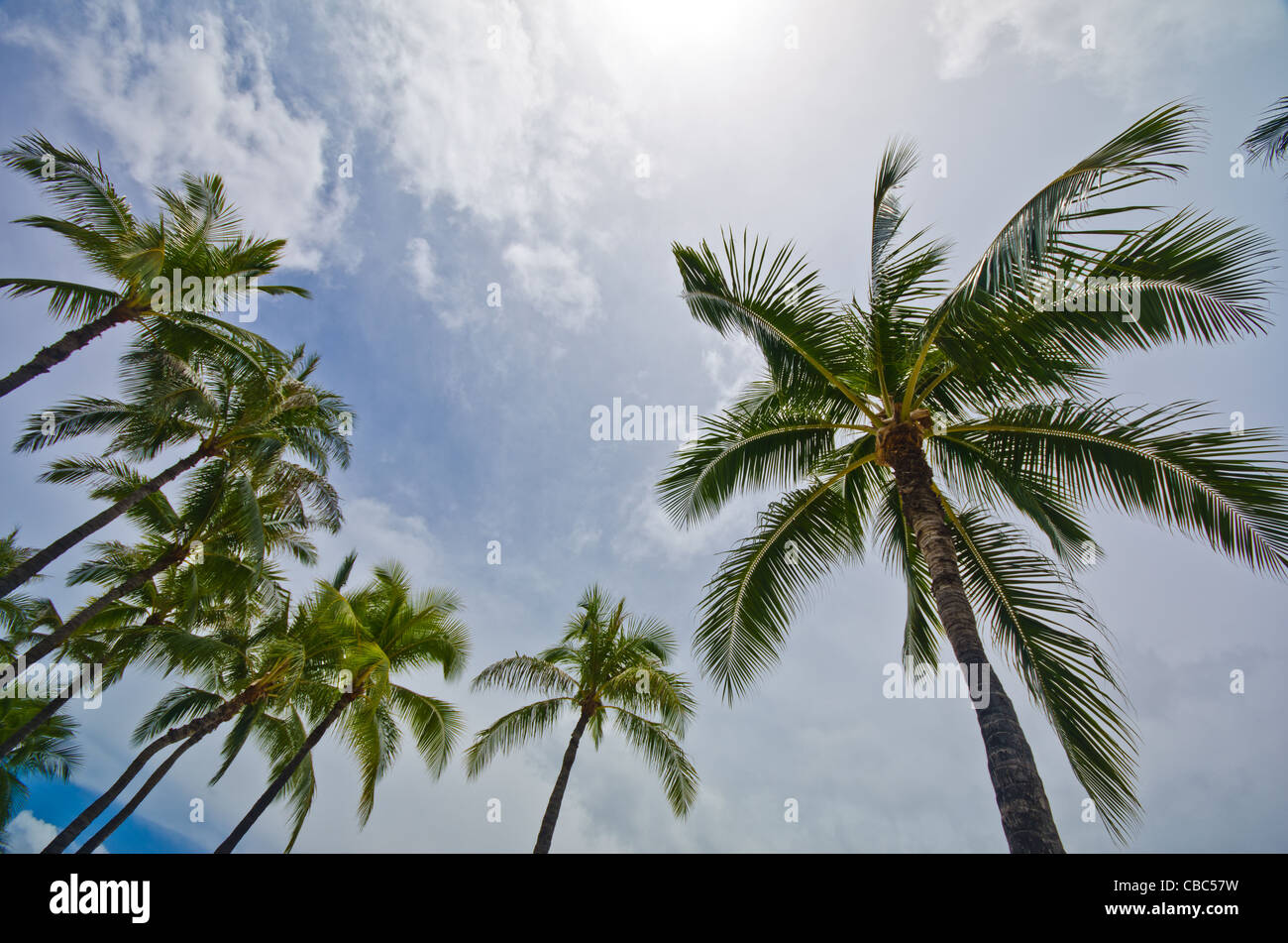 Honolulu beach palm trees hi-res stock photography and images - Alamy