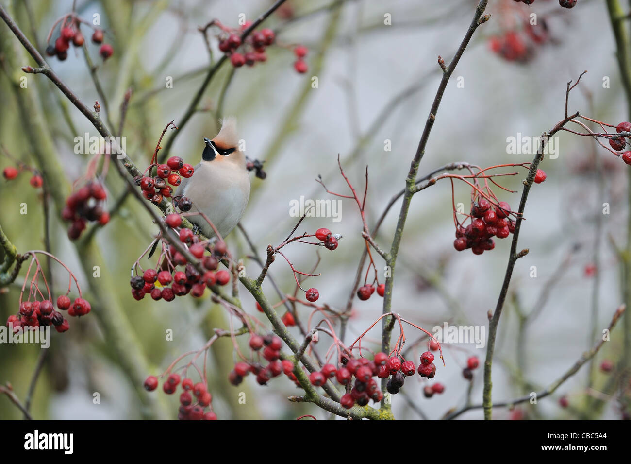 Bohemian waxwing (Bombycilla garrulus) eating berries of Rowan (Sorbus aucuparia - Pyrus aucuparia) in winter Stock Photo