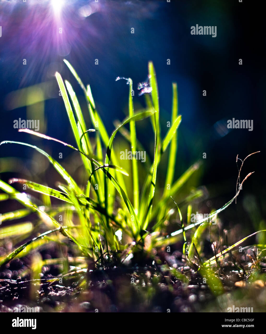 Green grass, blue sky, sun rays hi-res stock photography and images - Alamy