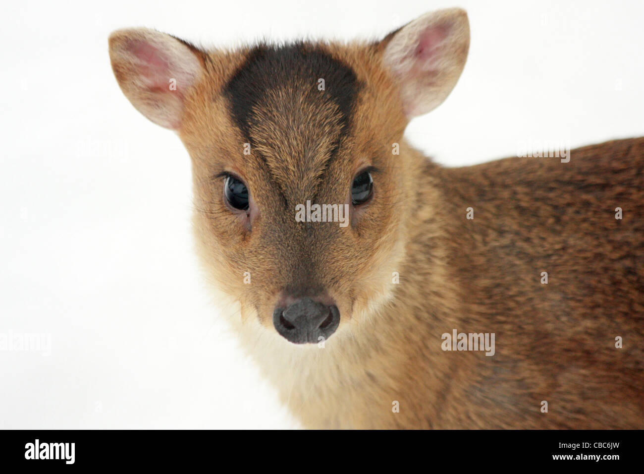 Baby Muntjac deer in the snow - Muntiacus reevesi Stock Photo