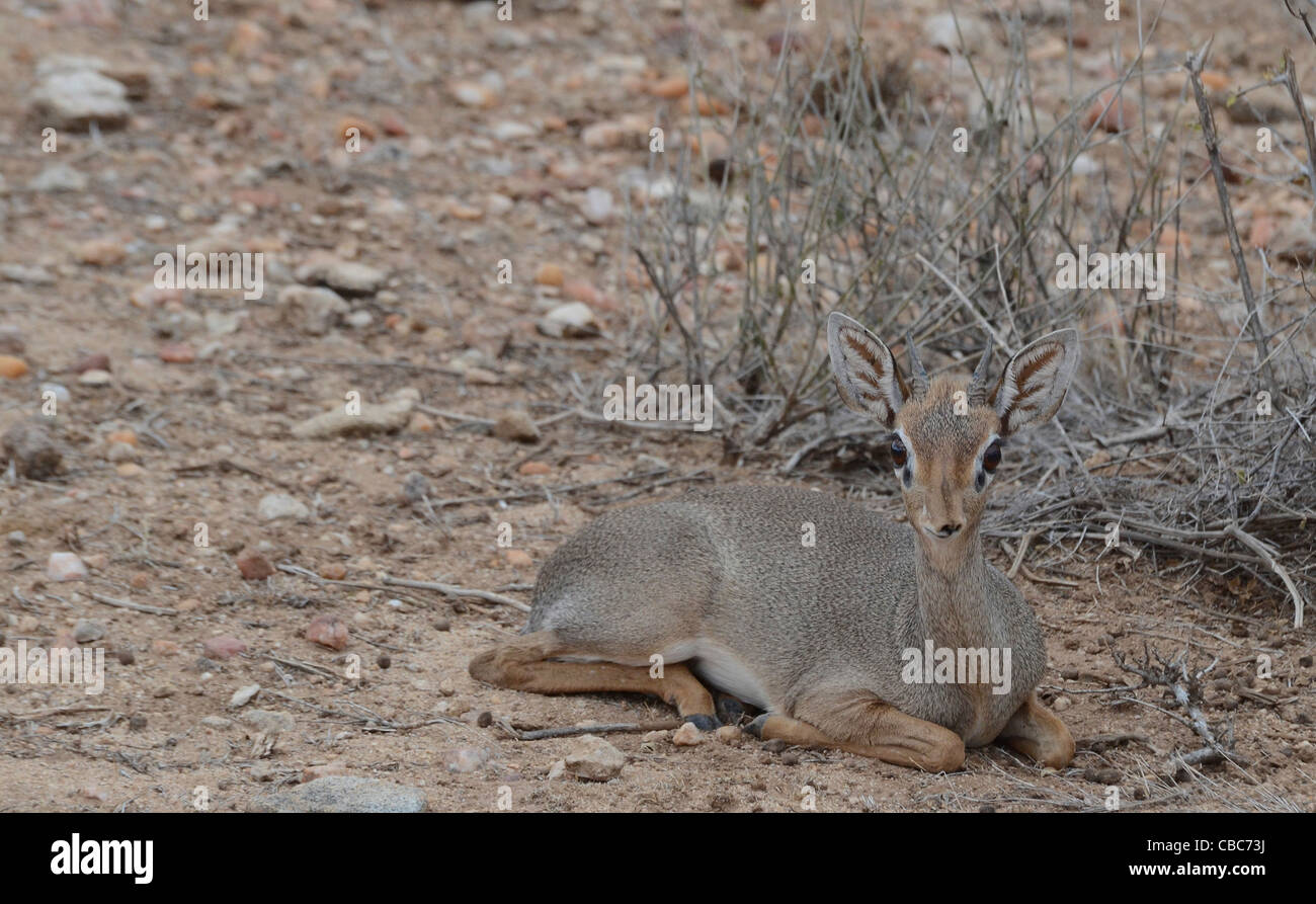 Kenya, Samburu National Reserve, Kenya, Gunther's long snouted Dik-dik (Mandoqua guntheri) the smallest antelope Stock Photo
