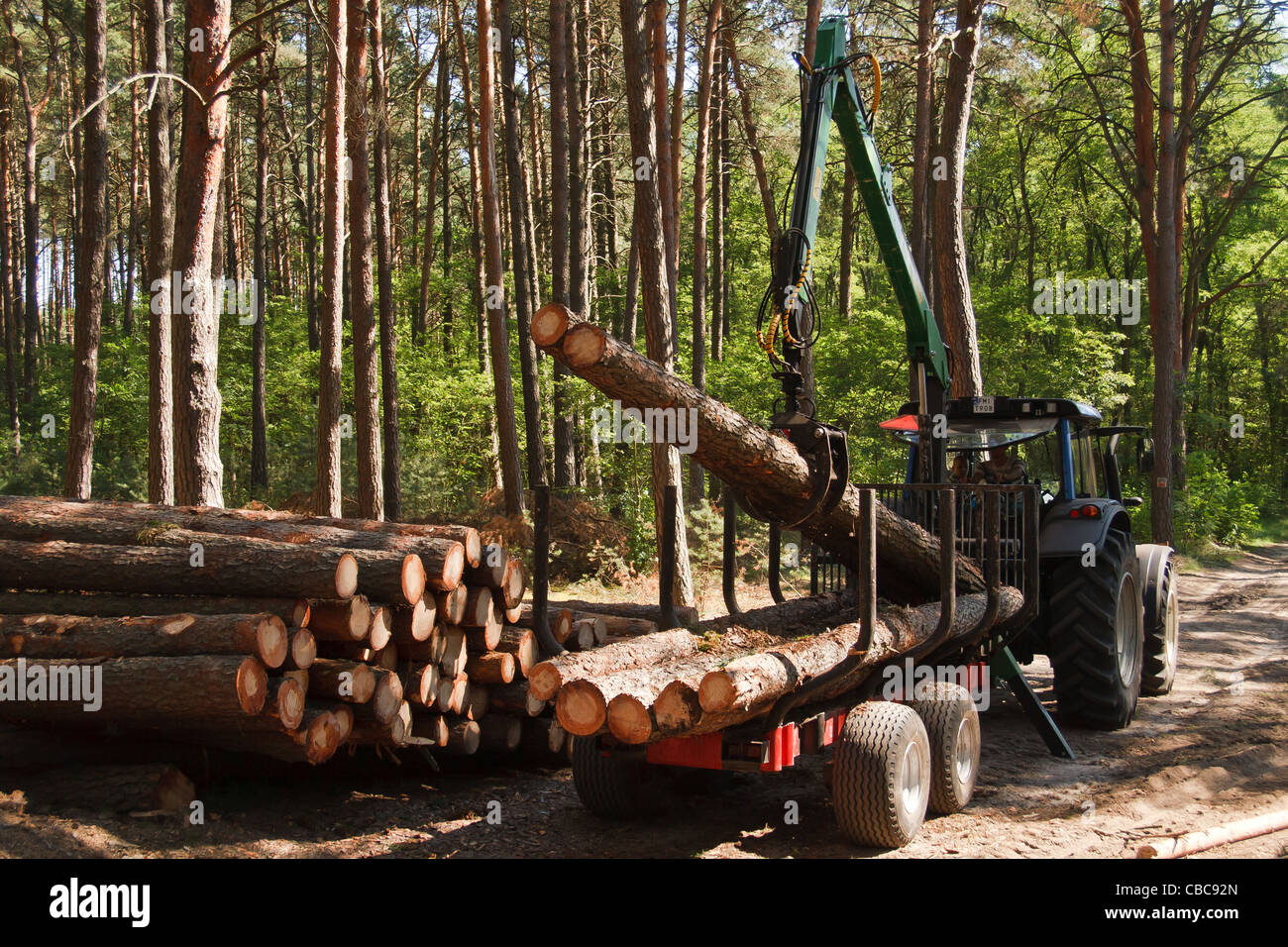 Tractor loading timber in the forest. Western Poland Stock Photo - Alamy