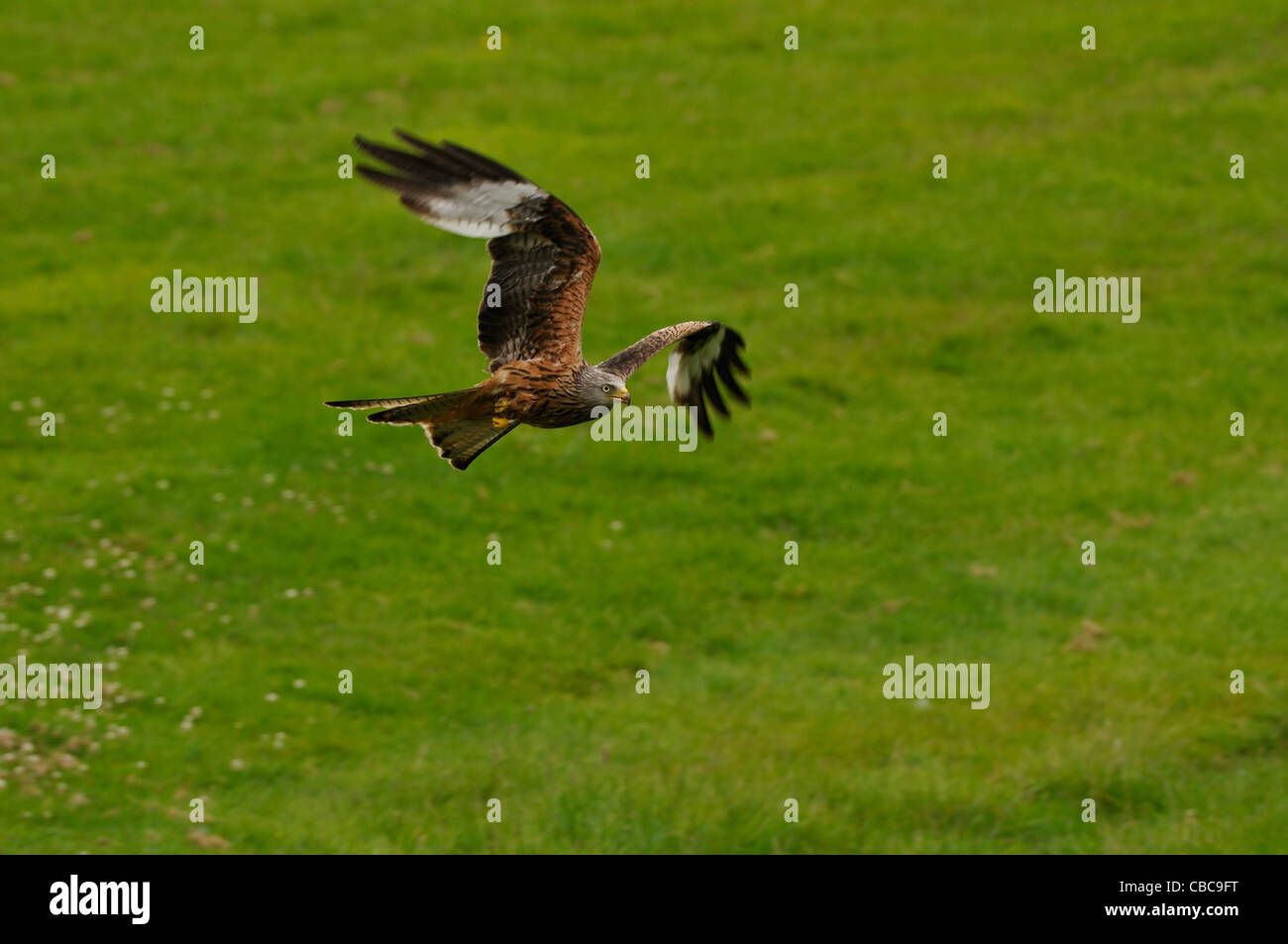 Red kite, Milvus milvus flying above a field with trees and sky in the background near Rhayader in Wales, United Kingdom Stock Photo