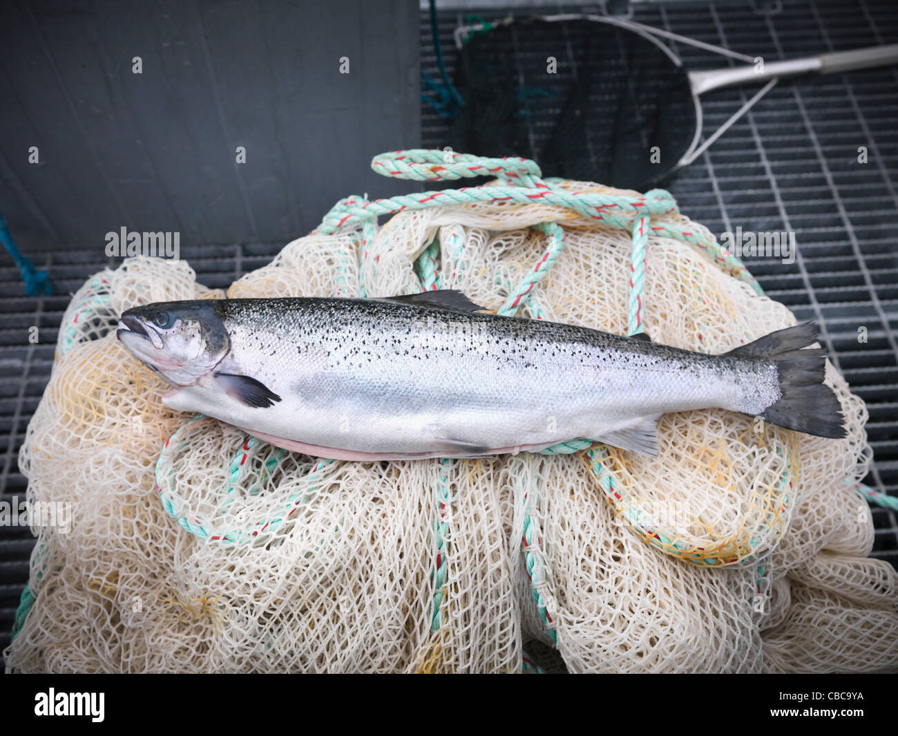 Freshly caught fish on net Stock Photo