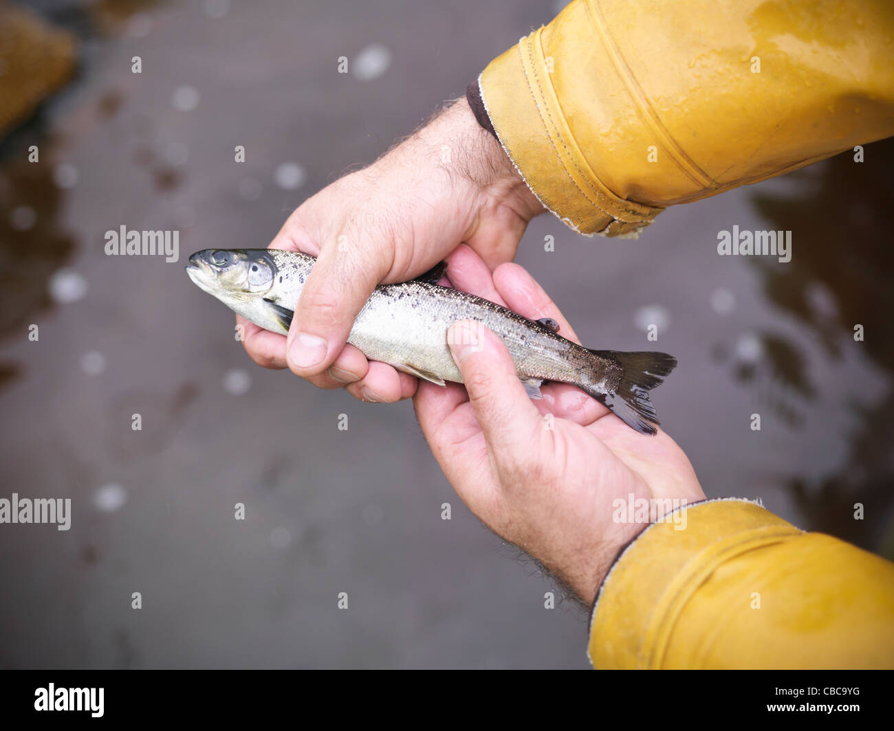 Close up of fisherman holding fish Stock Photo