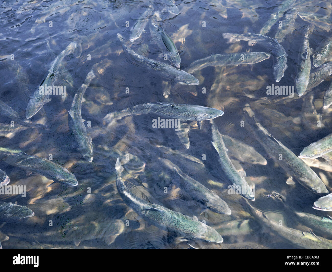 Salmon swimming in pen Stock Photo