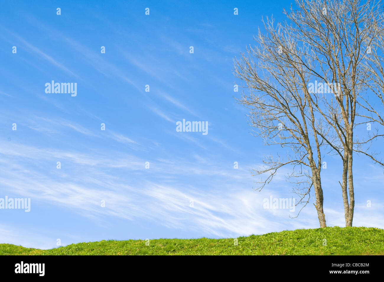 green grass field with trees in foreground and blue cloudy sky in ...