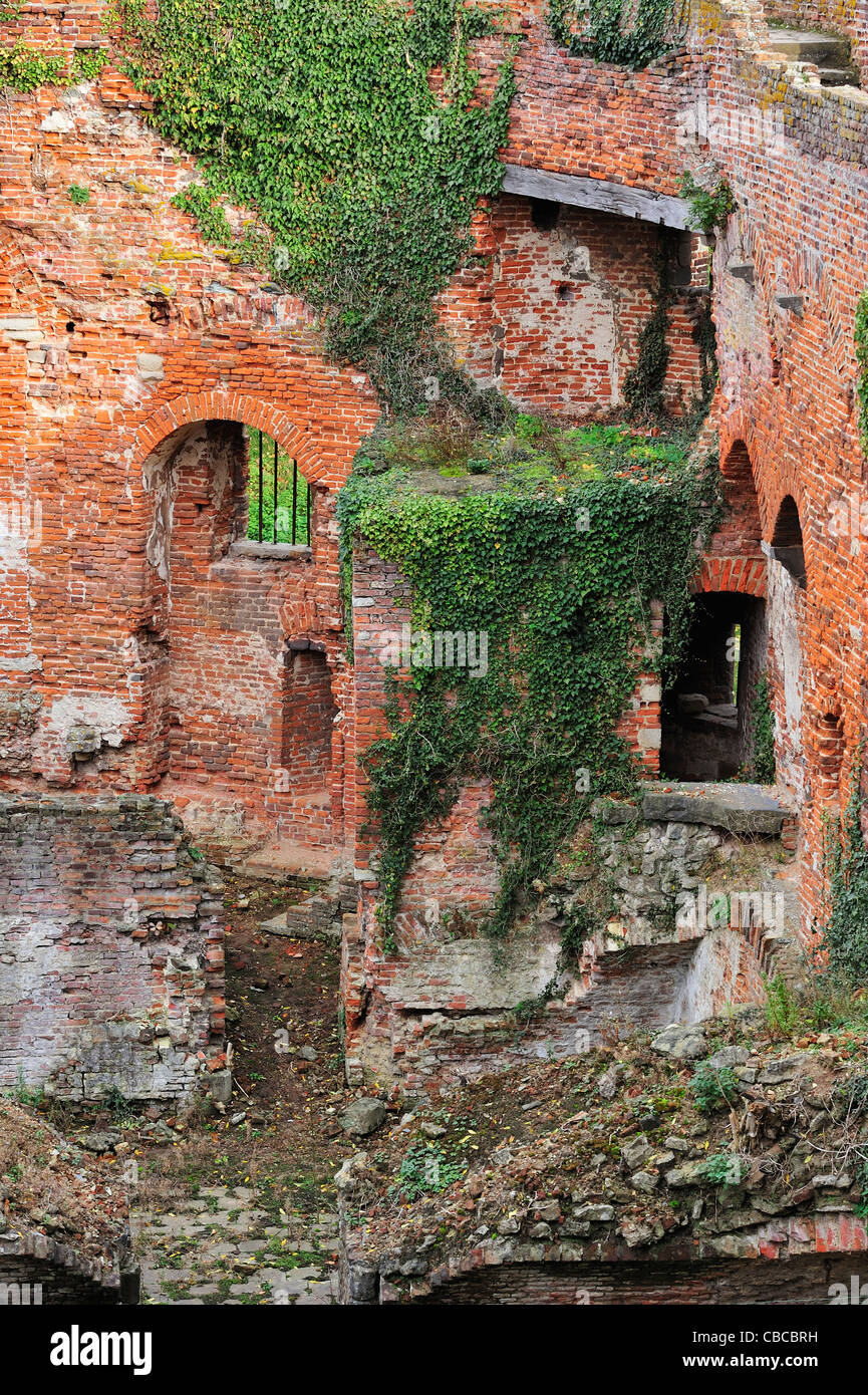 Inner walls of red bricks in ruins covered in ivy of the medieval Beersel Castle, Belgium Stock Photo
