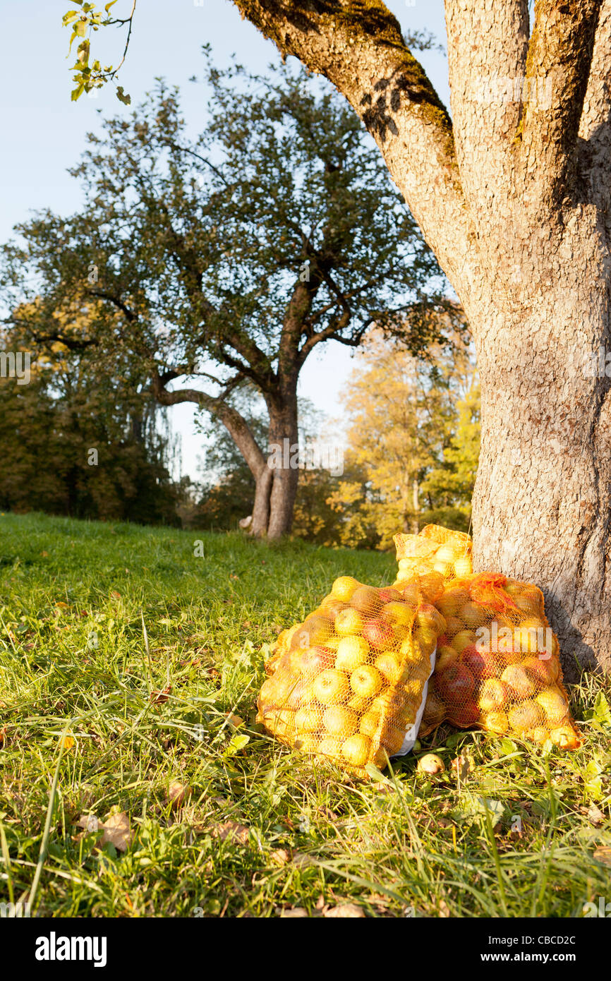 Bags of apples in rural field Stock Photo
