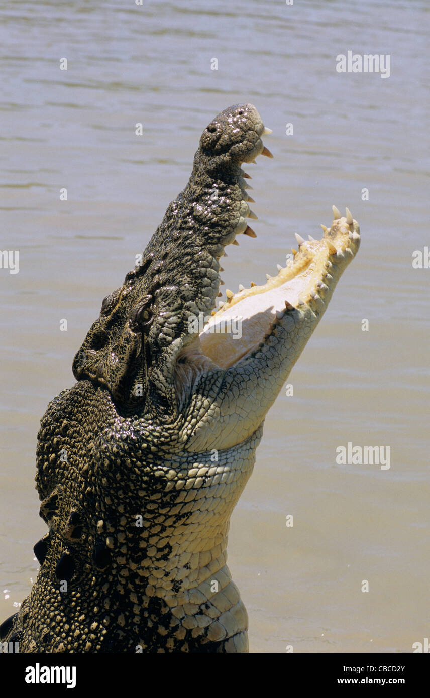 Saltwater crocodile (Crocodylus porosus) jumping out of water, Adelaide