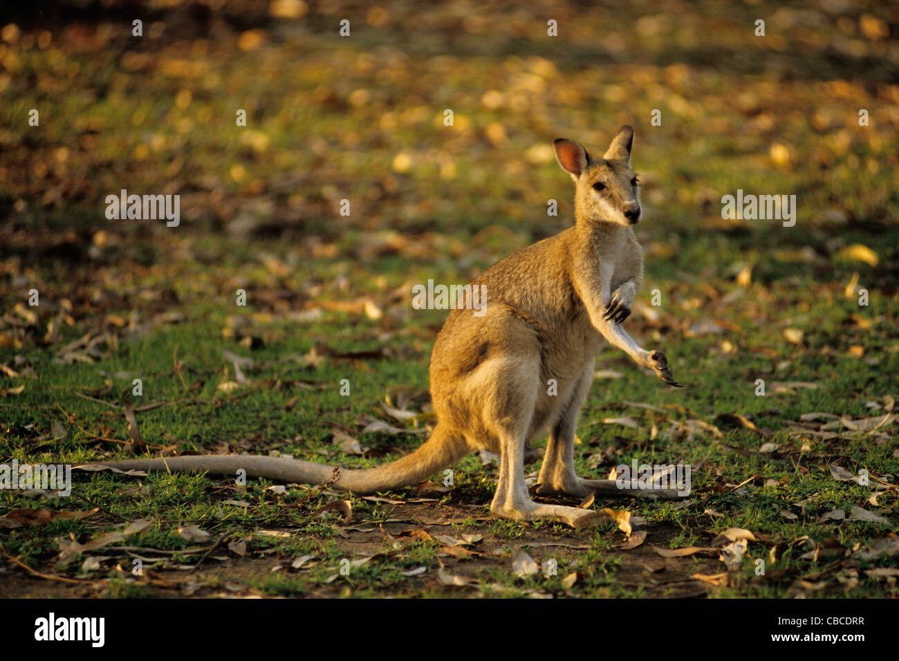 Agile wallaby (Macropus agilis agilis),  Katherine gorges campground,  Northern territory, Australia Stock Photo