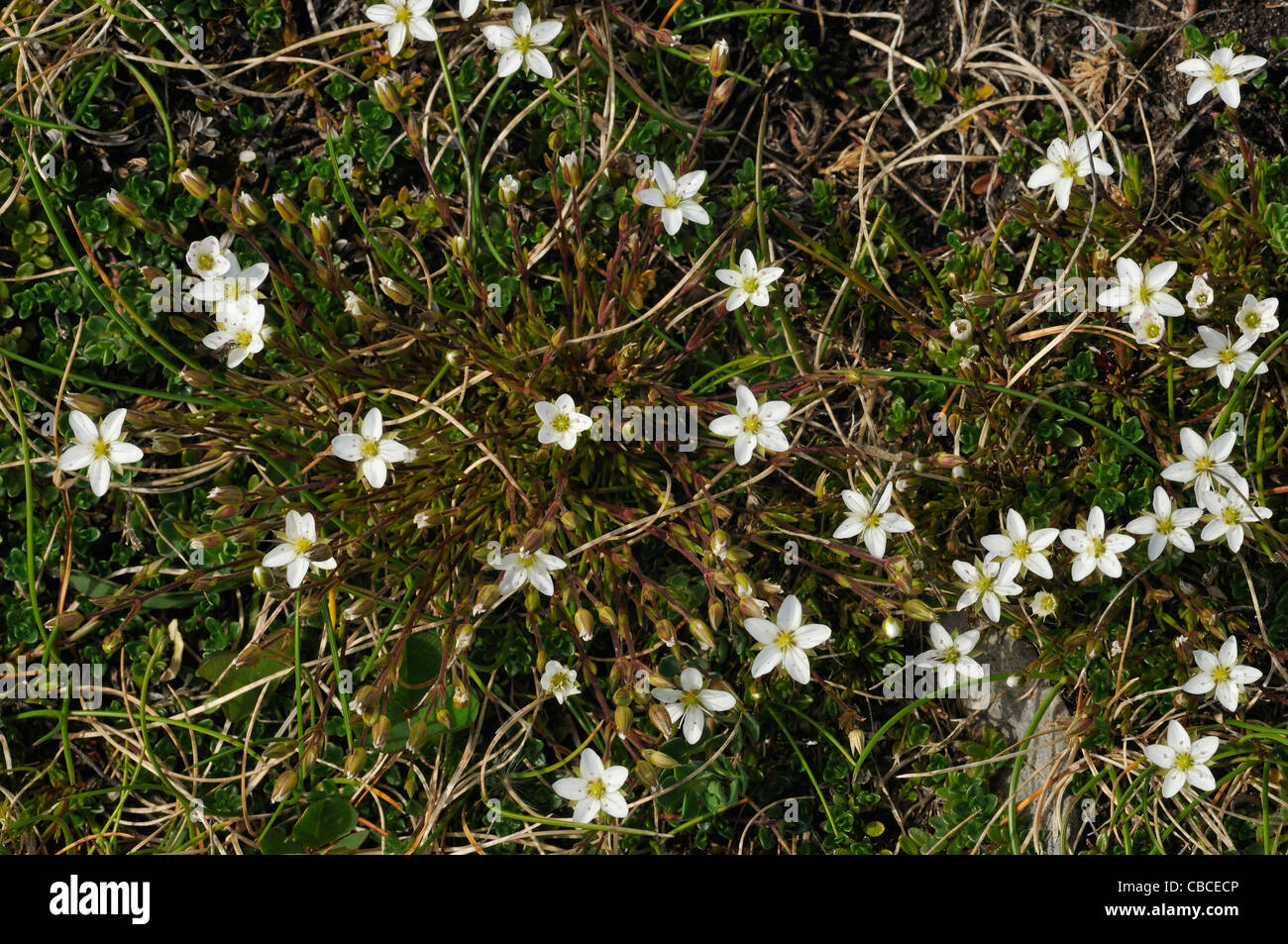 Mossy Saxifrage - Saxifraga hypnoides Stock Photo