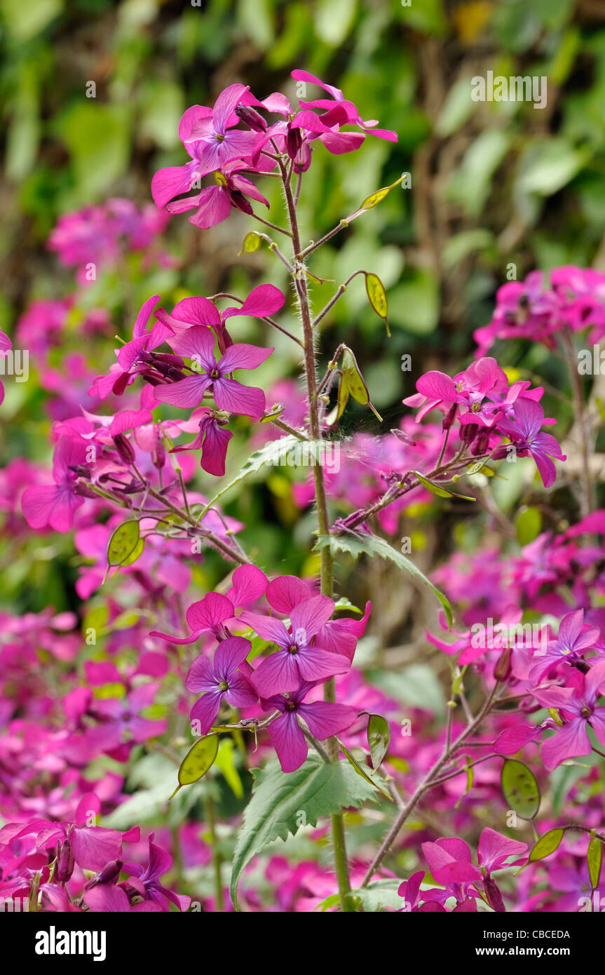 Honesty flowers & seeds - Lunaria annua Stock Photo