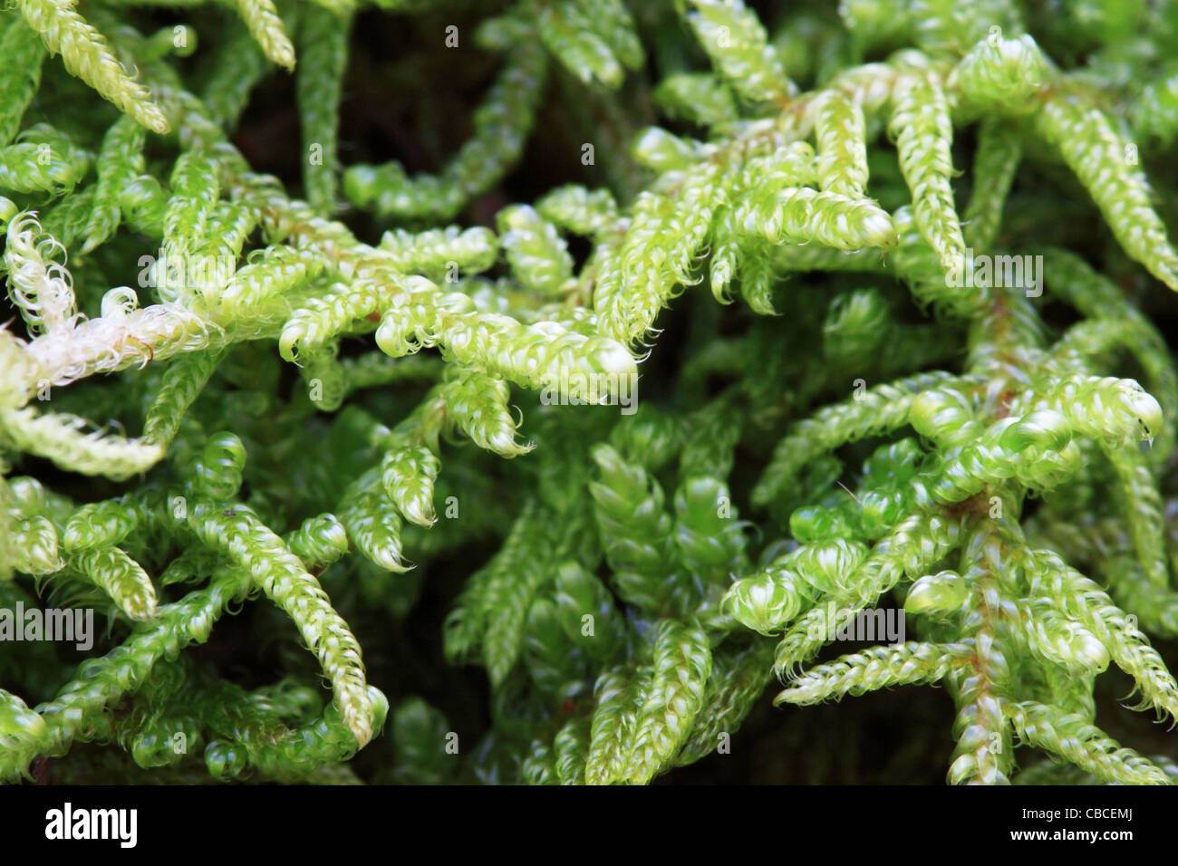 macro image of green moss with dark background Stock Photo