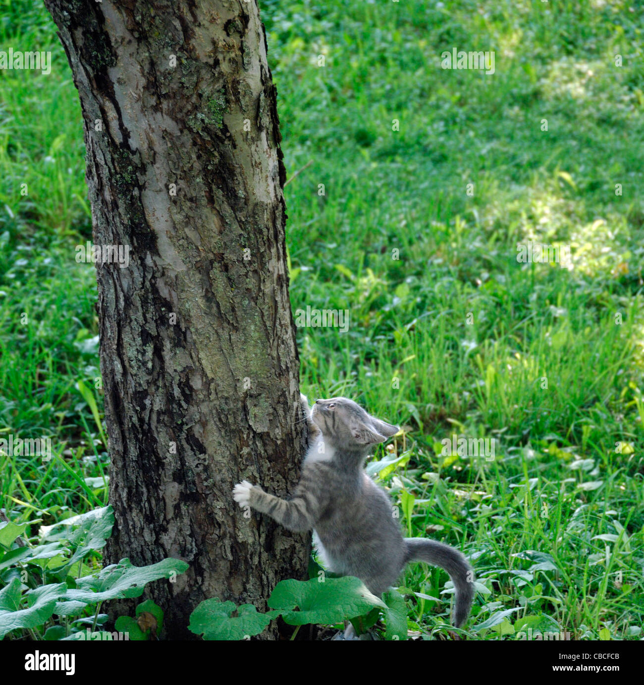 A cat preparing to climb a tree Stock Photo Alamy