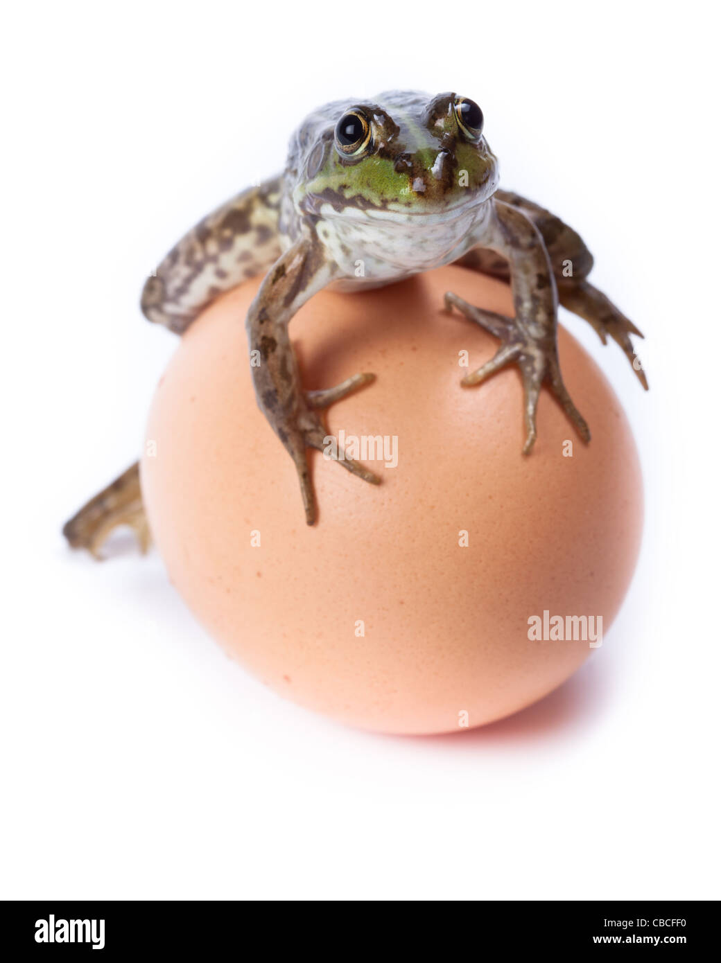 Marsh Frog (Rana ridibunda) in front of white background, isolated. Stock Photo