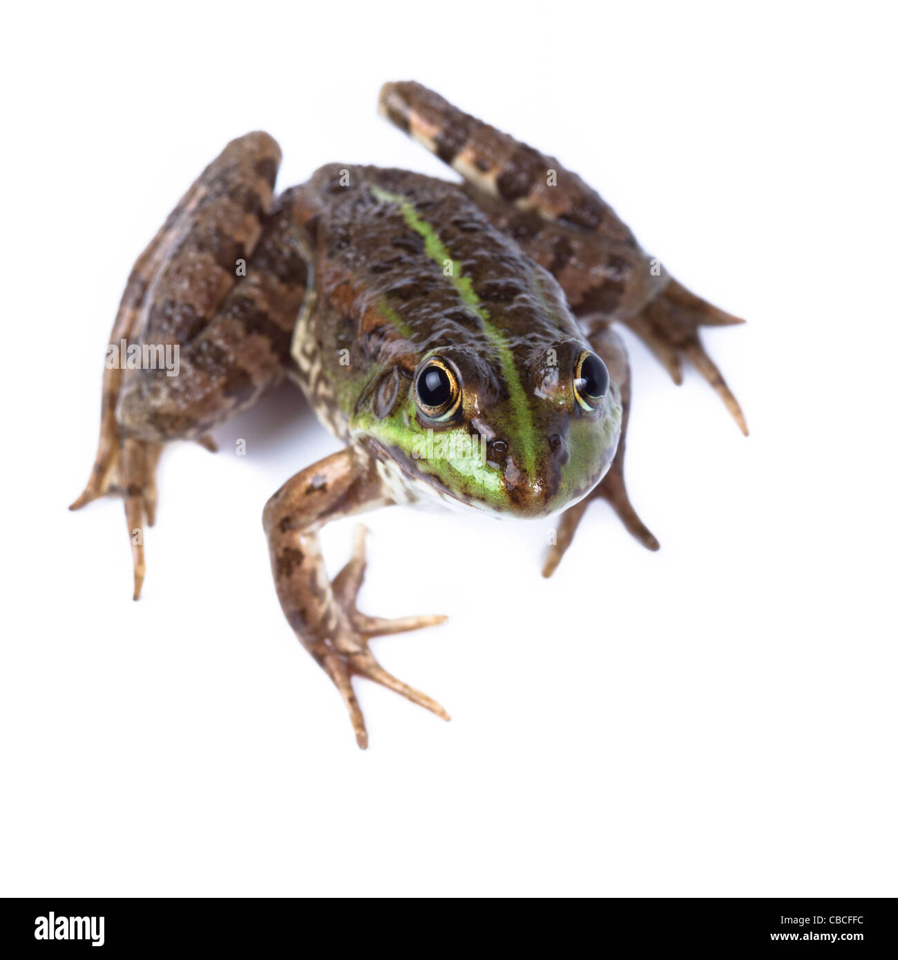 Marsh Frog (Rana ridibunda) in front of white background, isolated. Stock Photo