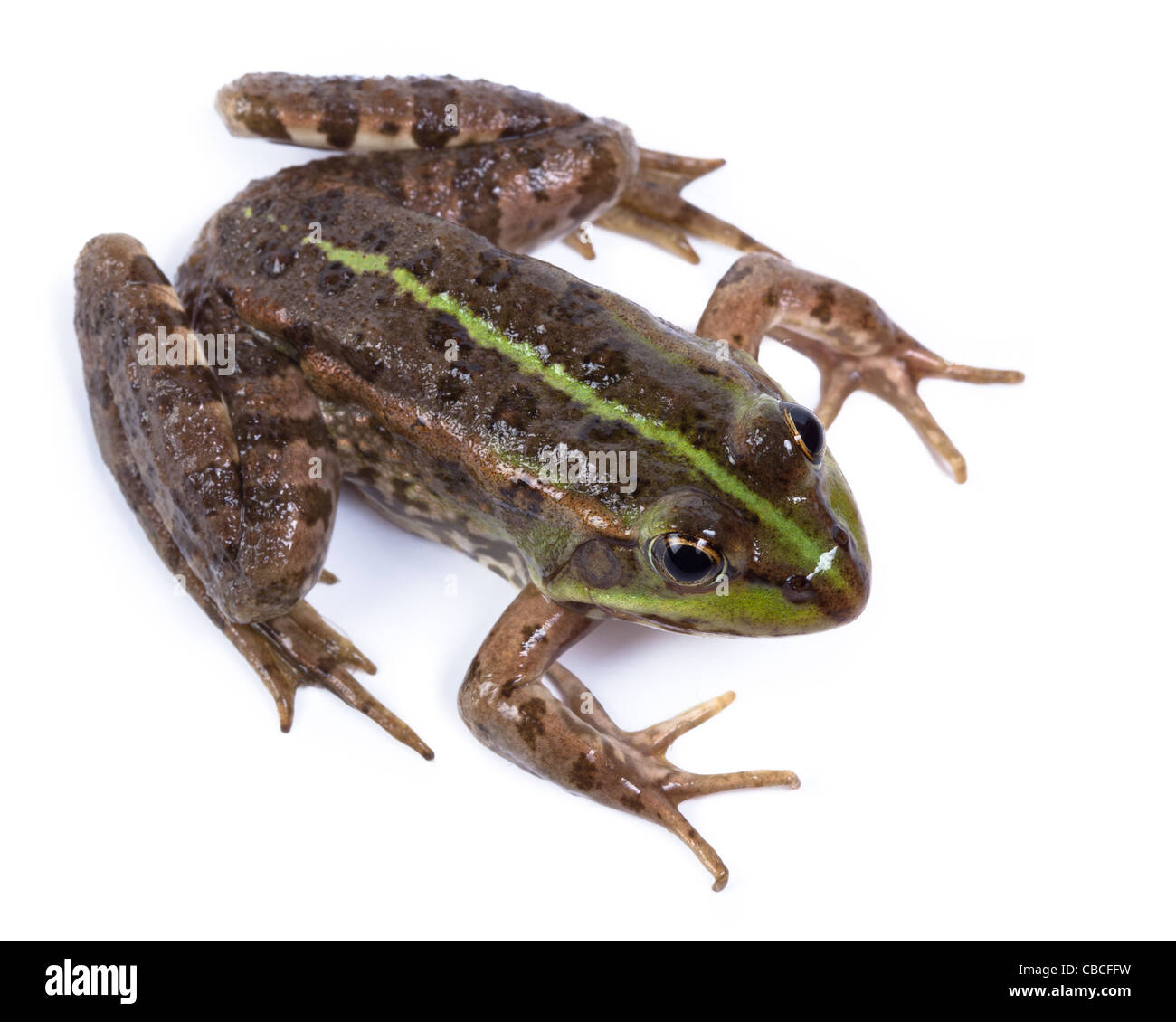 Marsh Frog (Rana ridibunda) in front of white background, isolated. Stock Photo