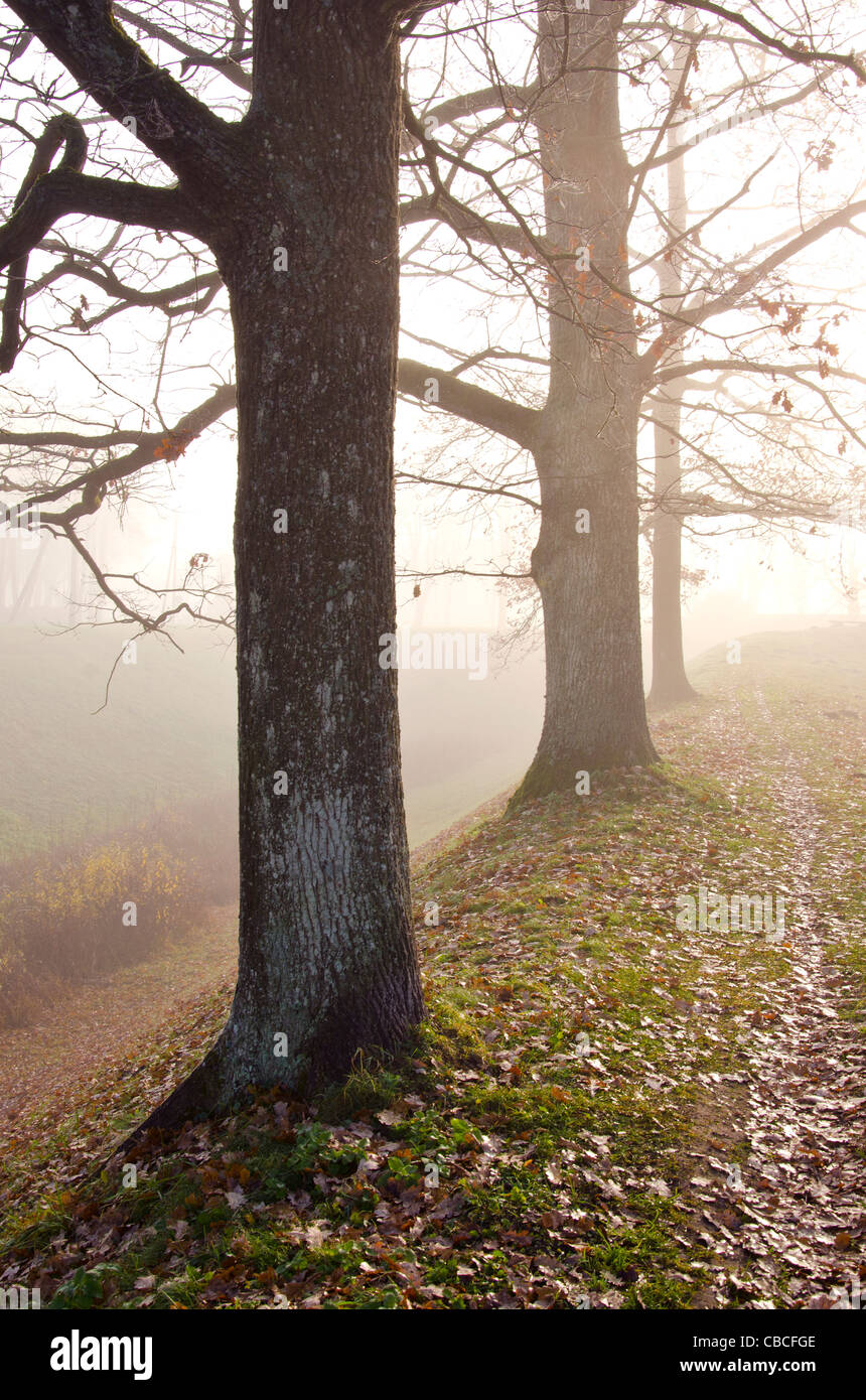 Linden tree trunks sunk in fog. Autumn trees in alley. Stock Photo