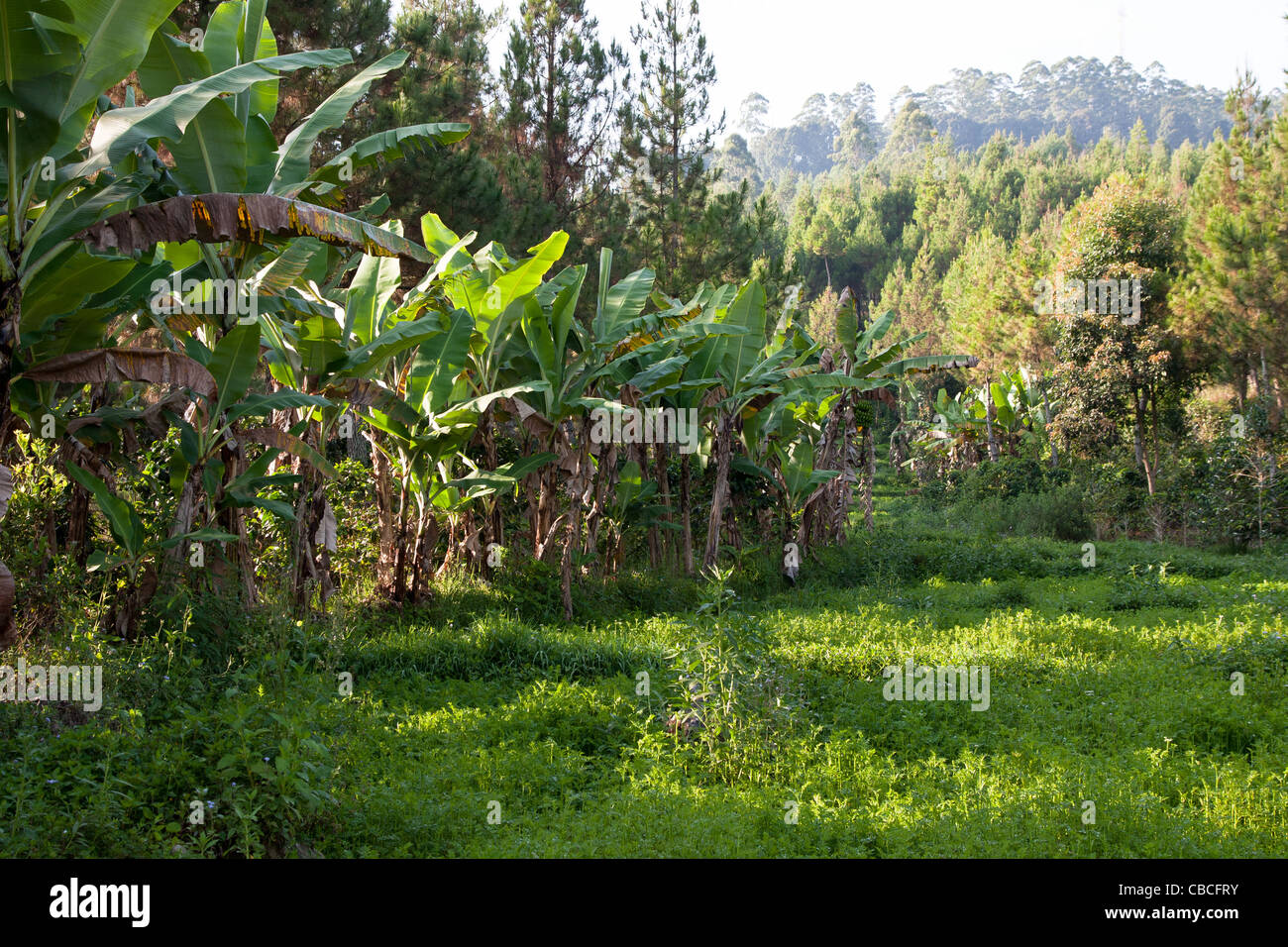 Banana trees in Java Stock Photo Alamy