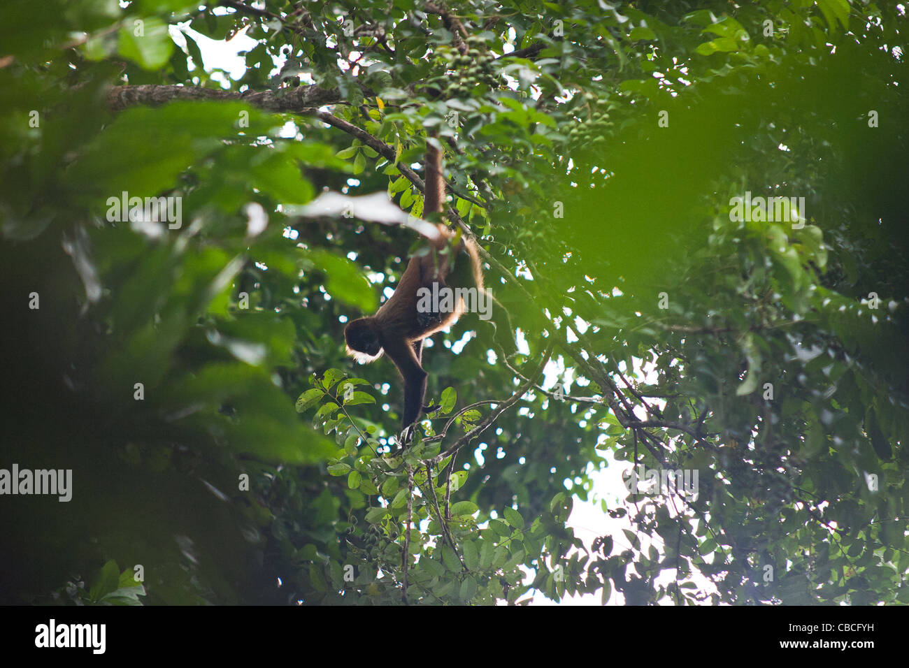 A geoffroy's spider monkey (Ateles geoffroyi) hangs from a tree by its tail in Tortuguero National Park, Costa Rica Stock Photo