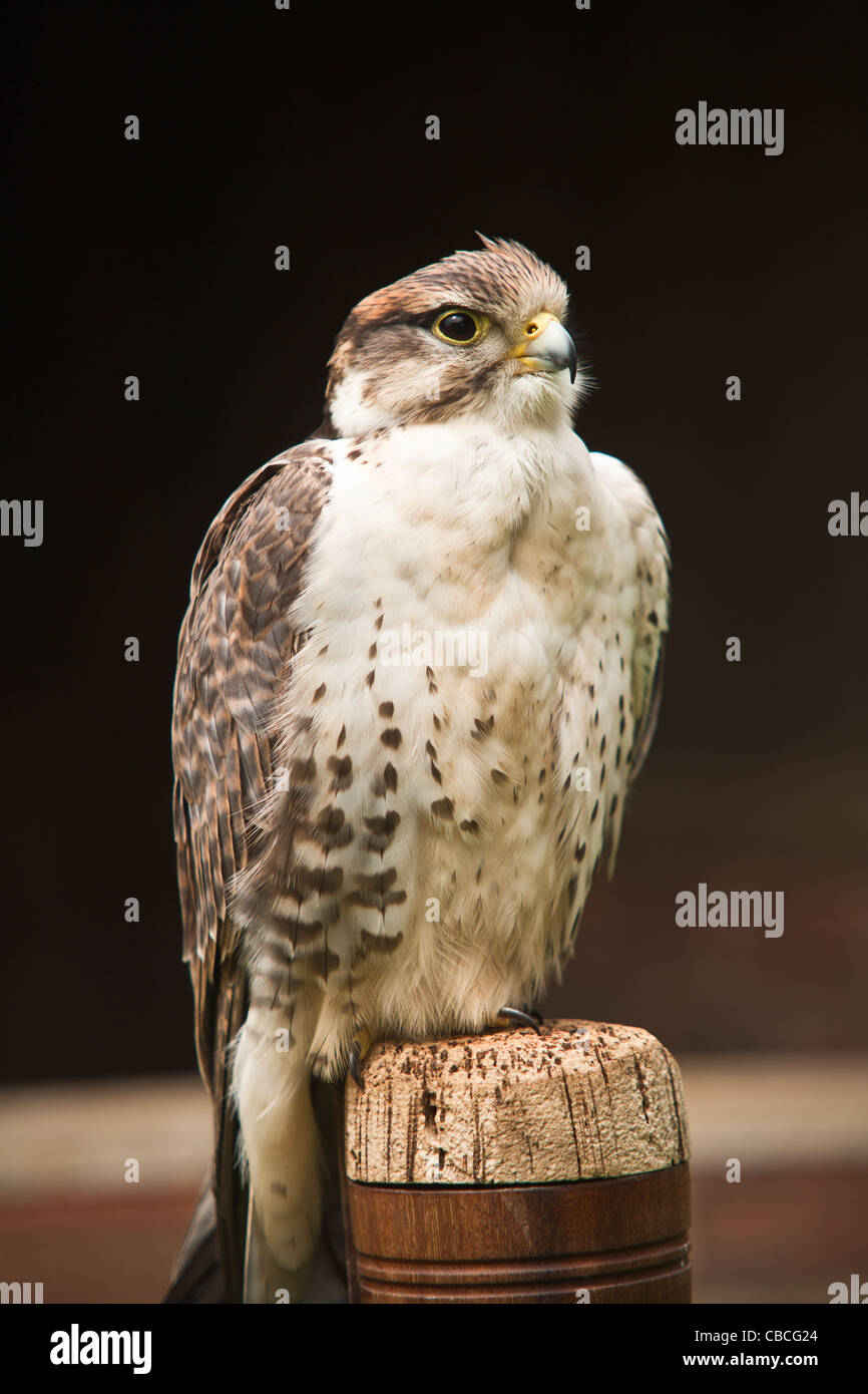A captive lanner falcon (Falco biarmicus) waiting on falconers block