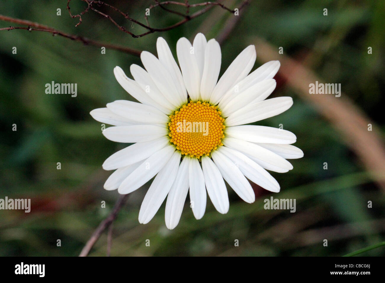 Oxeye Daisy with detail of centre Stock Photo - Alamy