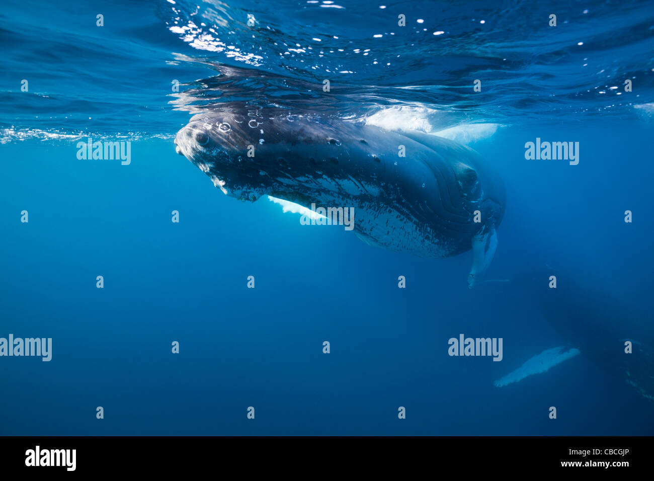 Humpback Whale, Megaptera novaeangliae, Caribbean Sea, Dominica Stock Photo