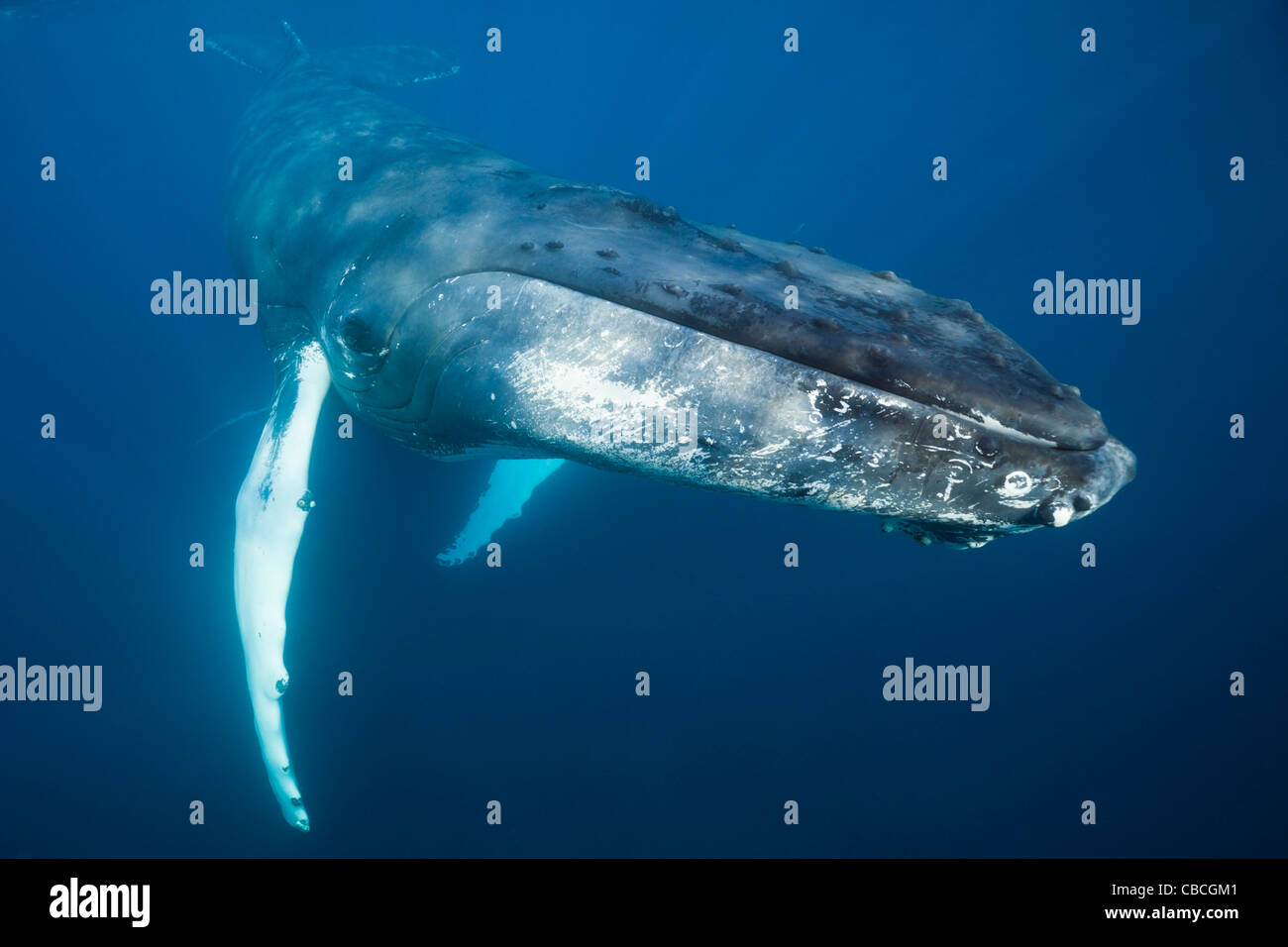 Humpback Whale, Megaptera novaeangliae, Caribbean Sea, Dominica Stock Photo