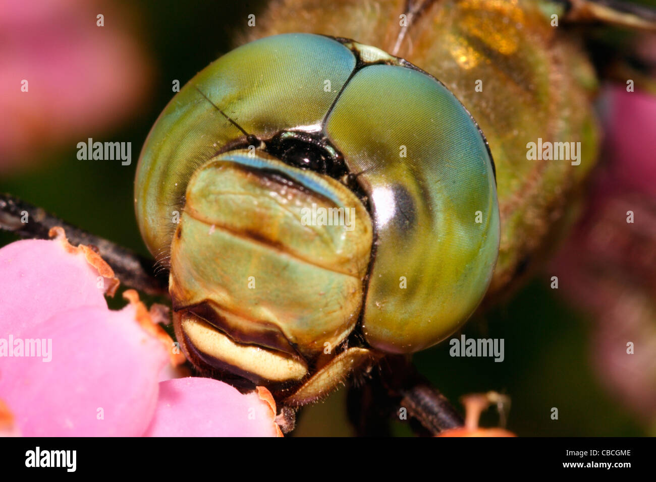 Emperor dragonfly (Anax imperator) male showing large compound eyes meeting on top of the head, UK. Stock Photo