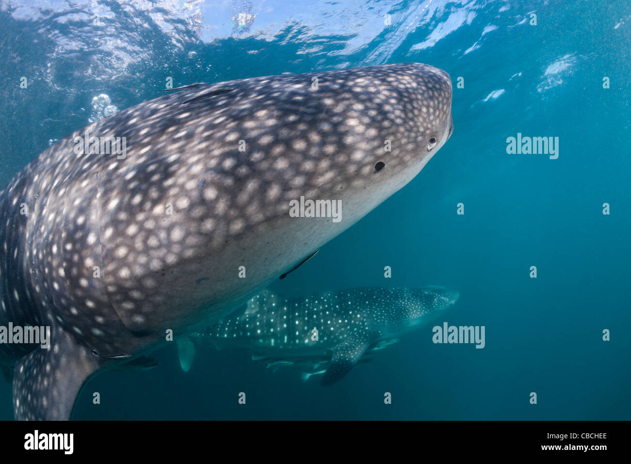 Two Whale Shark, Rhincodon typus, Cenderawasih Bay, West Papua ...