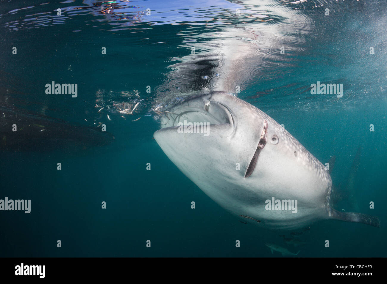 Injured Whale Shark, Rhincodon typus, Cenderawasih Bay, West Papua, Indonesia Stock Photo