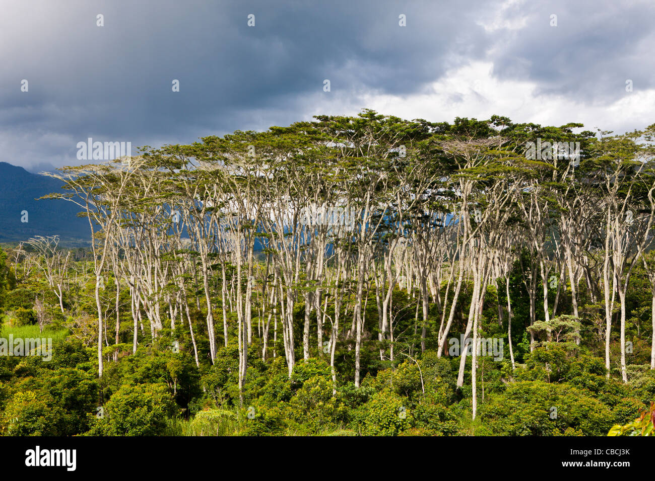 Impressions of Baliem Valley, West Papua, Indonesia Stock Photo