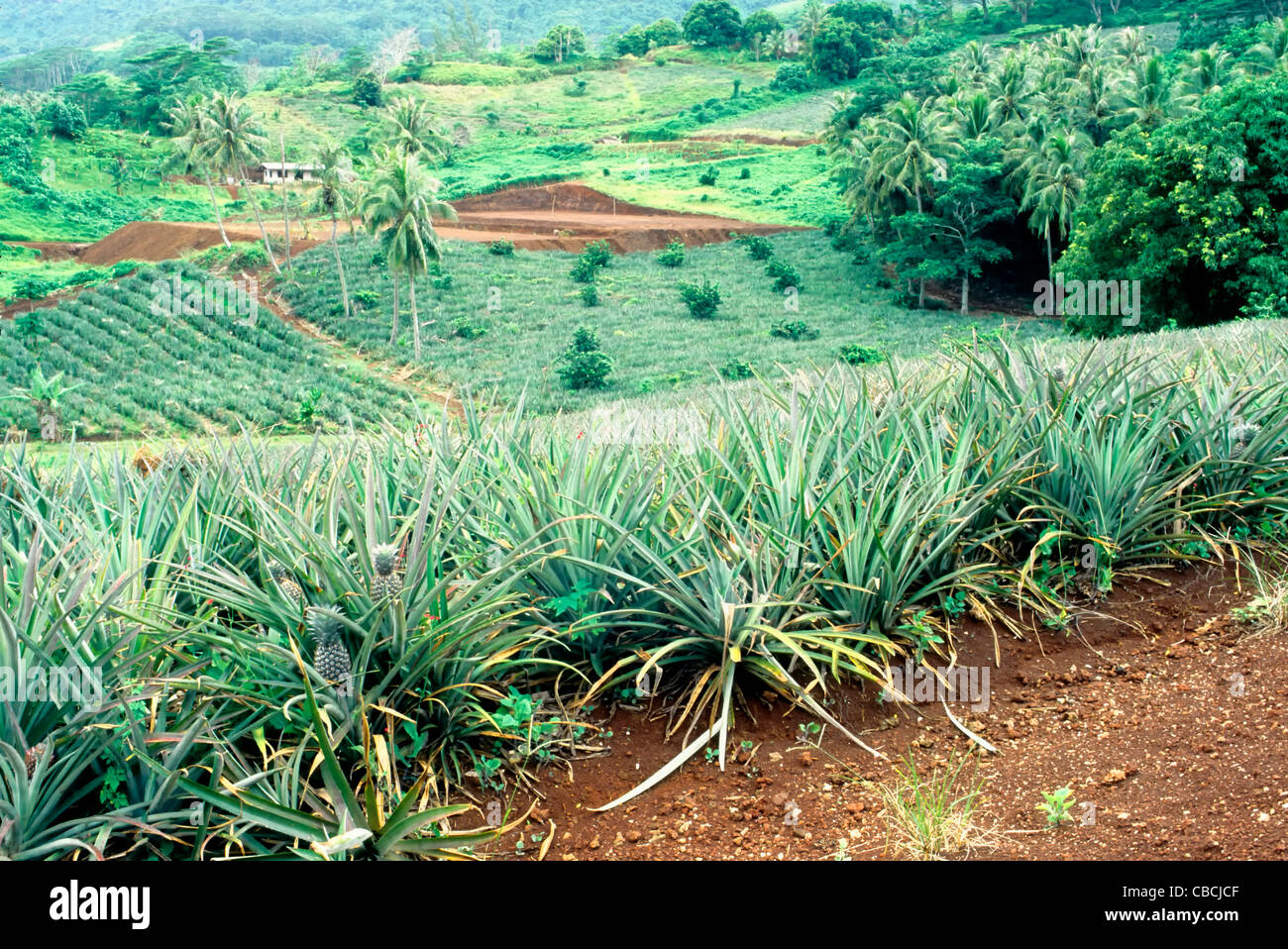 View of pineapple plantation, coffee in background. Stock Photo
