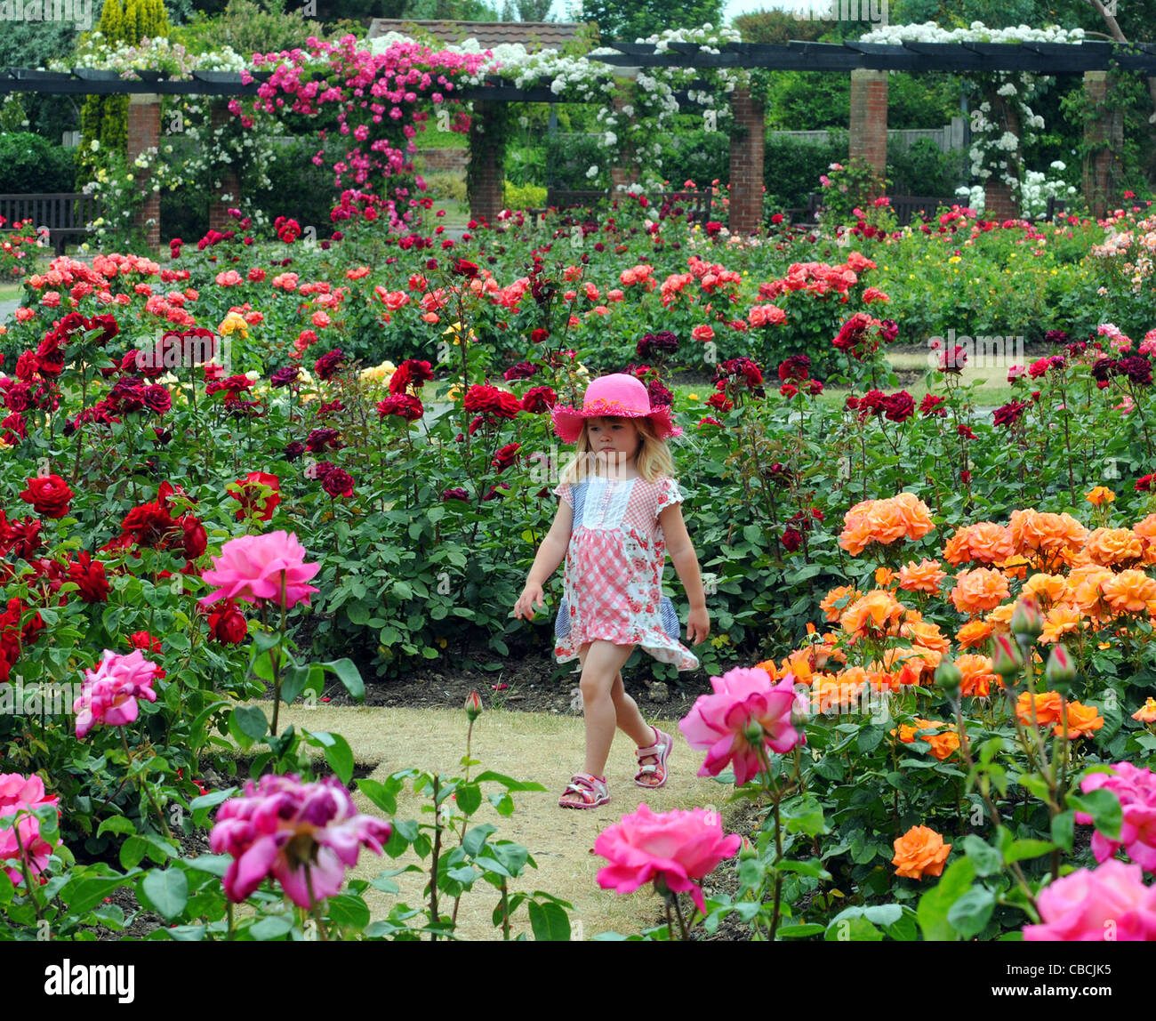 5 YEAR OLD HANNAH WALKER IN THE ROSE GARDEN AT LUMPS FORT, SOUTHSEA, HAMPSHIRE Stock Photo Alamy
