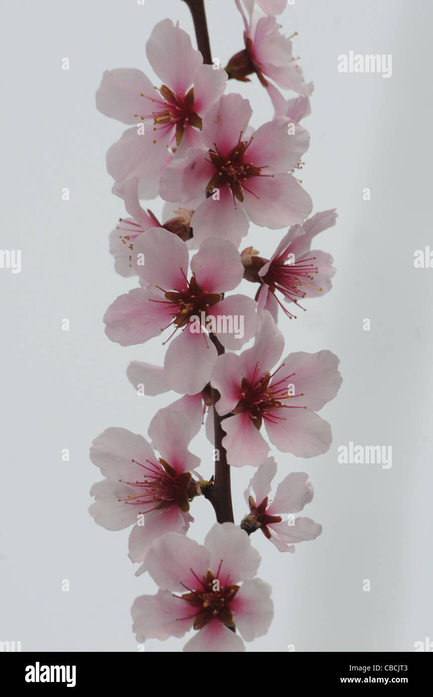 ALMOND BLOSSOM Stock Photo