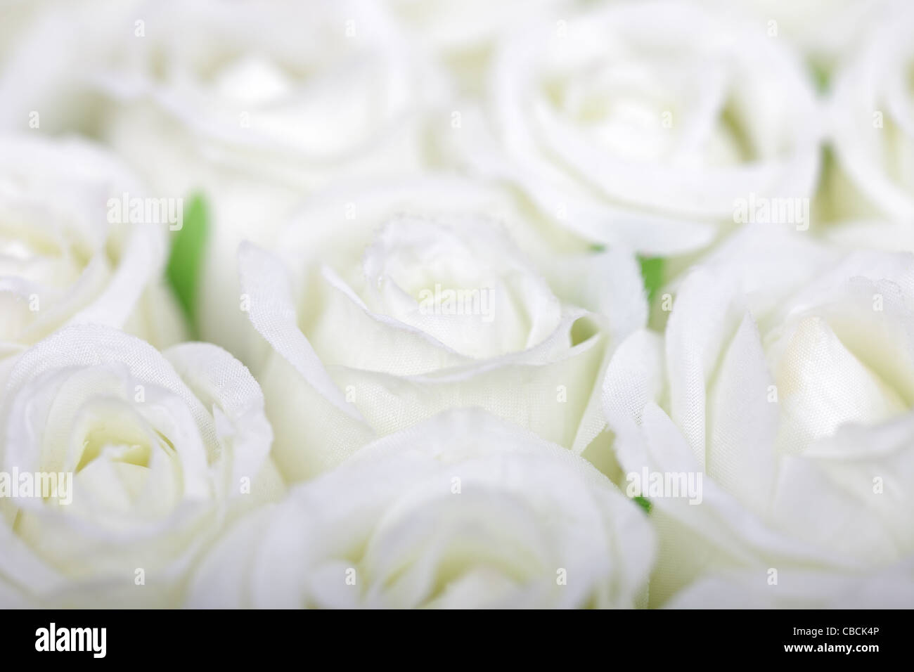 Selective soft focus white roses background. Stock Photo