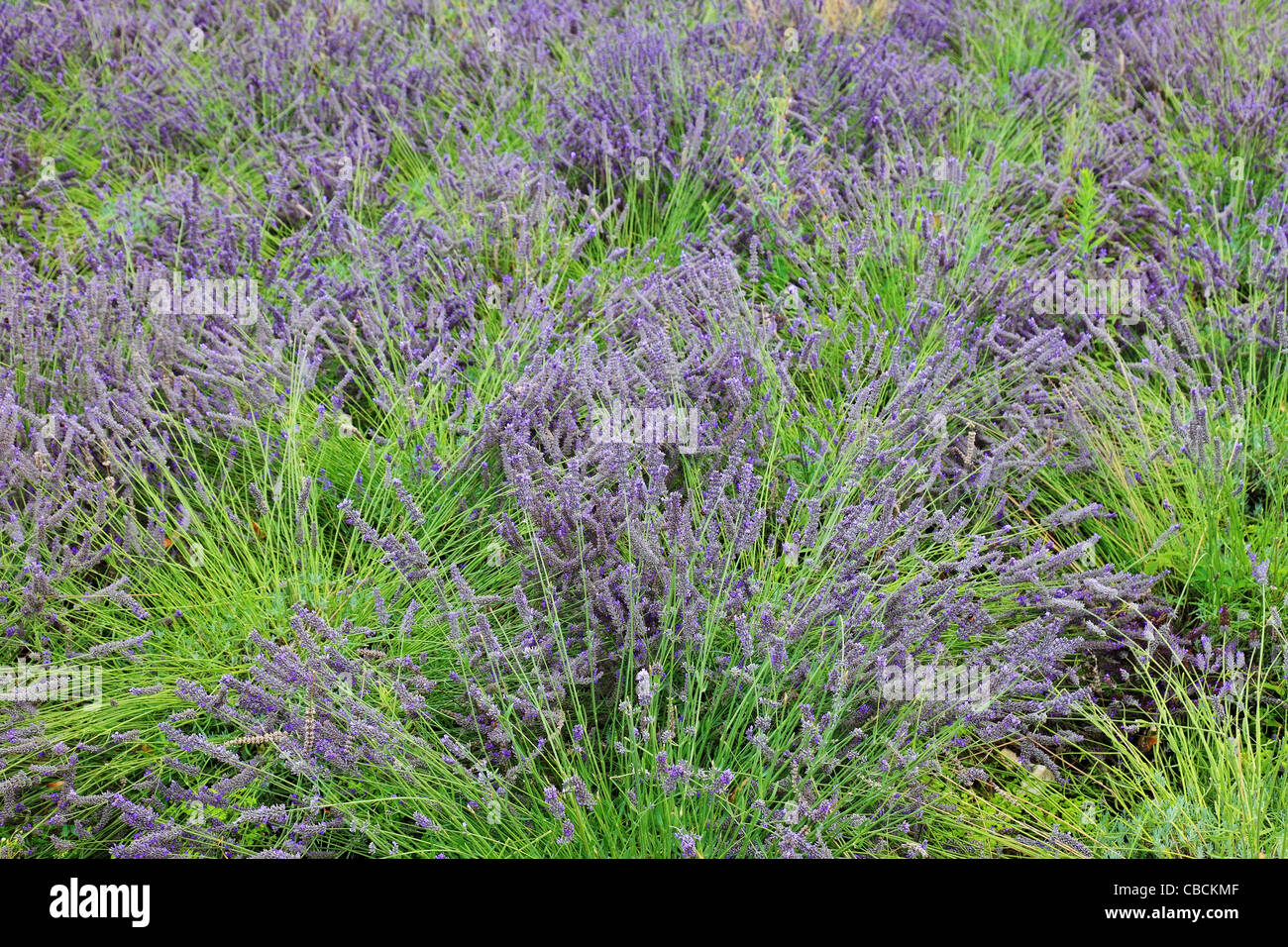 Purple lavender bushes in France, Europe. Stock Photo