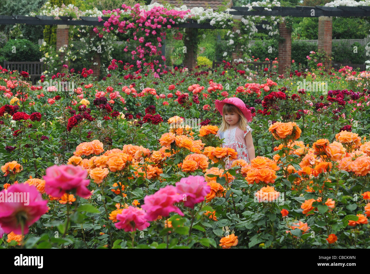 5 YEAR OLD HANNAH WALKER IN THE ROSE GARDEN AT LUMPS FORT, SOUTHSEA, HAMPSHIRE Stock Photo Alamy