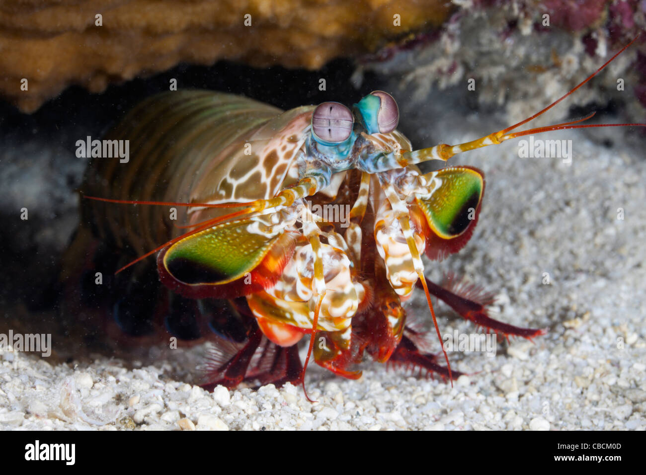 Mantis Smasher Shrimp, Cenderawasih Bay, West Papua, Indonesia Stock Photo