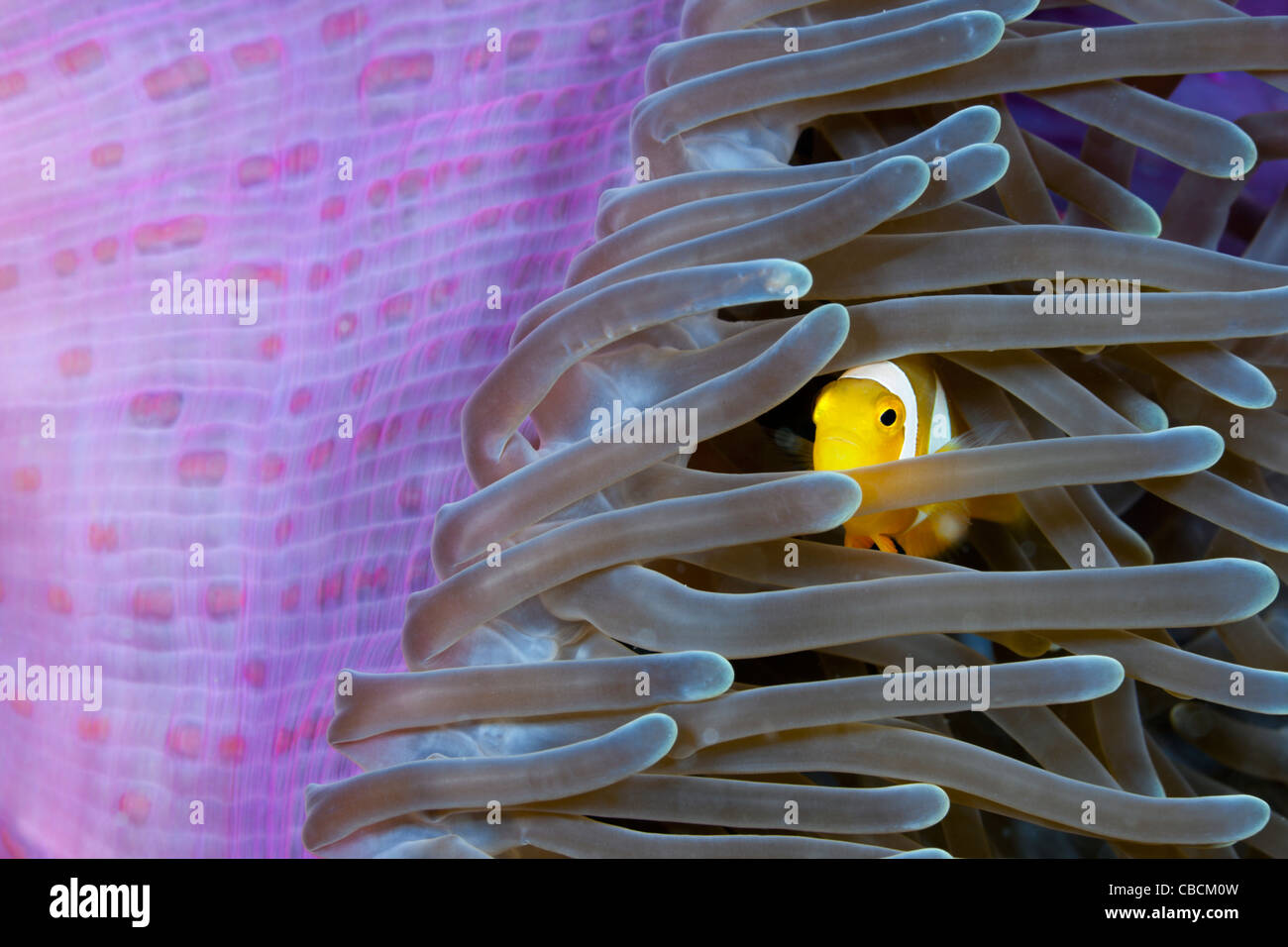 Juvenile Clarks Anemonefish hiding in Anemone, Amphiprion clarkii, Cenderawasih Bay, West Papua, Indonesia Stock Photo