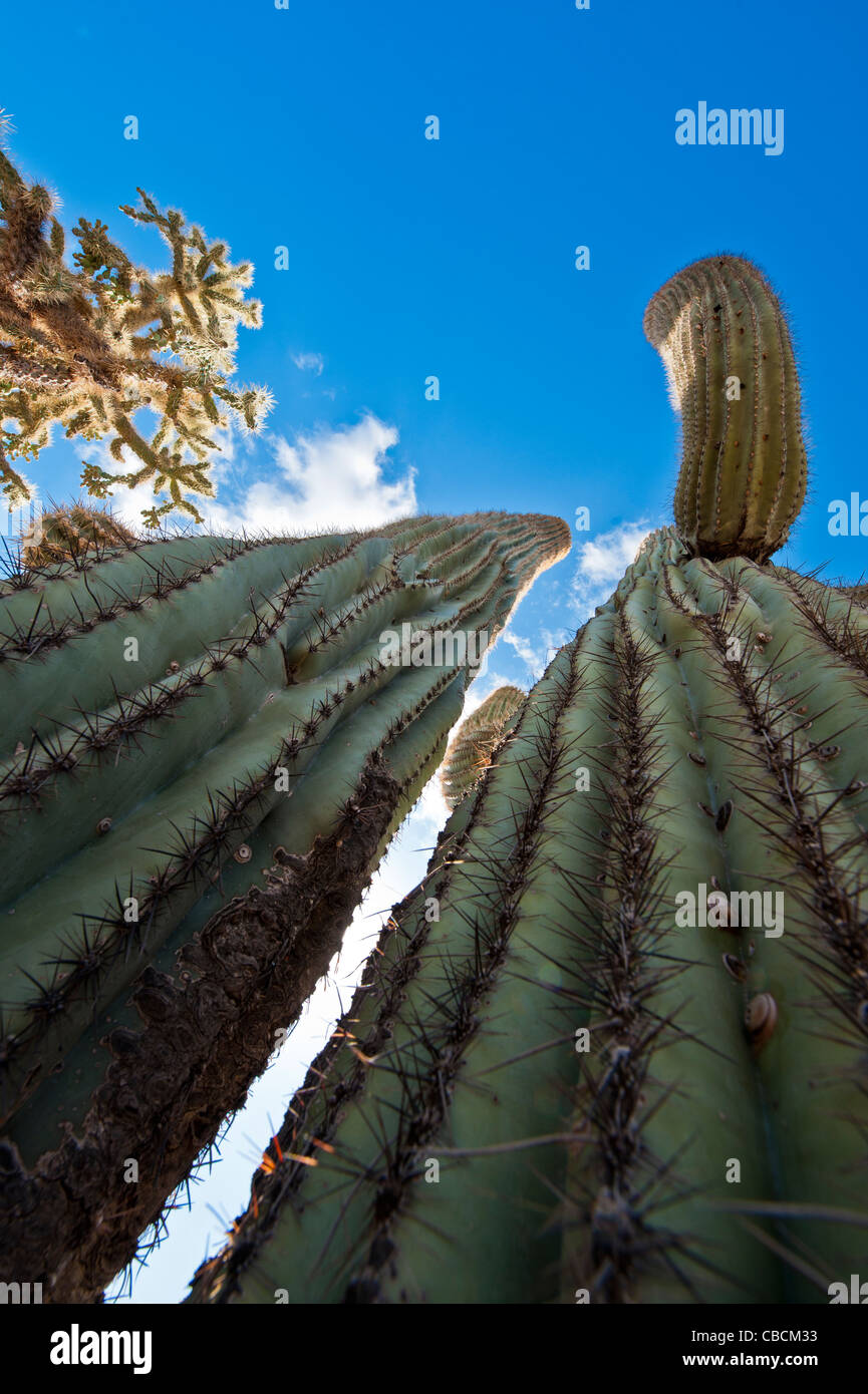 Giant saguaro cactus forest hi-res stock photography and images - Alamy
