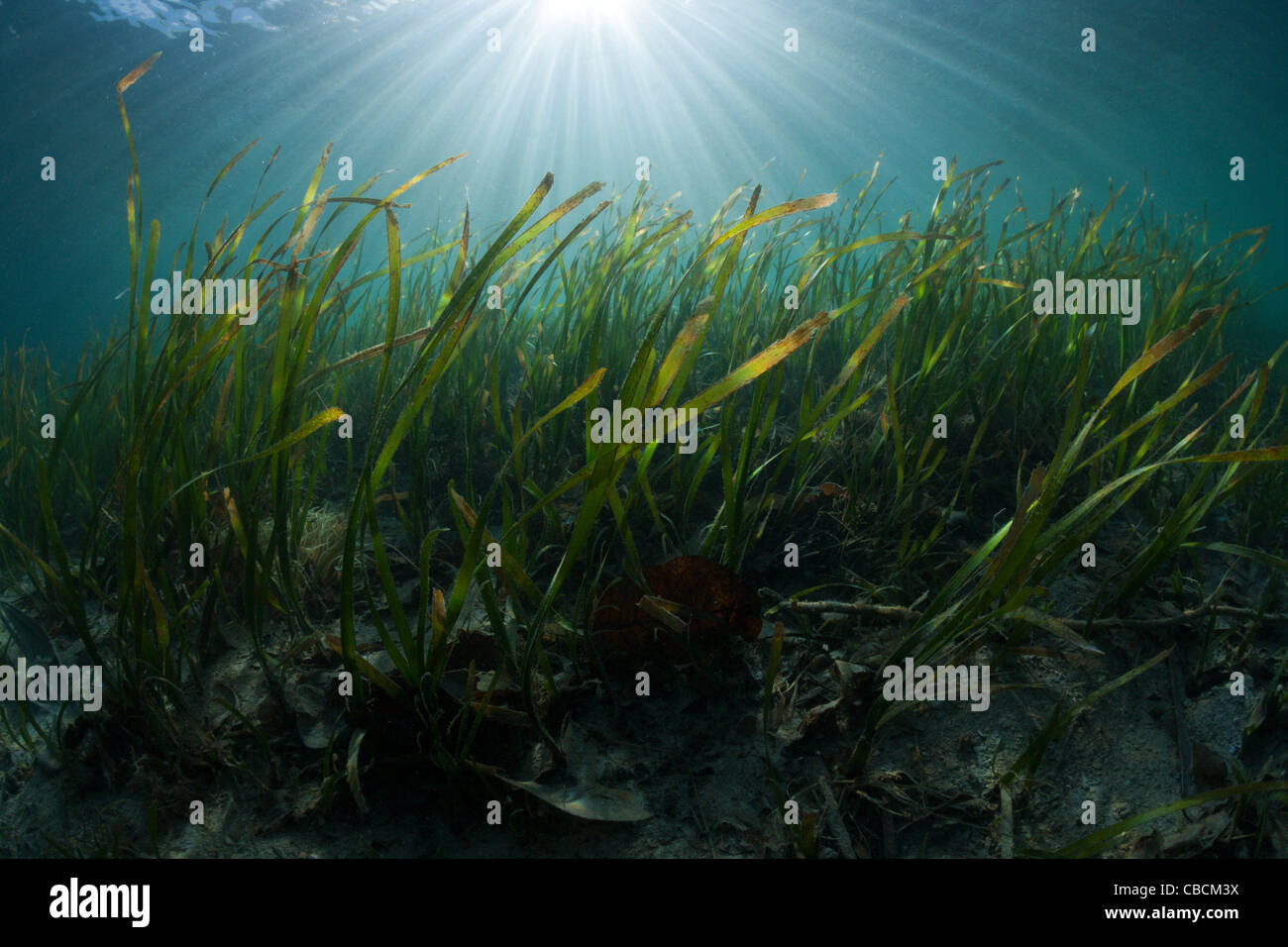 Seagrass Meadows, Cenderawasih Bay, West Papua, Indonesia Stock Photo