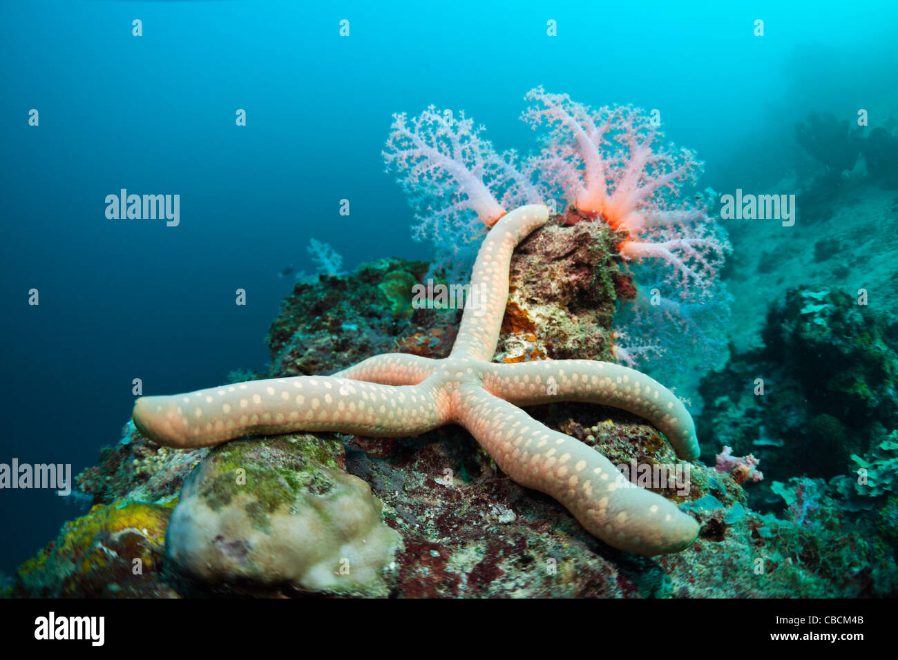 Starfish in Coral Reef, Linckia sp., Cenderawasih Bay, West Papua, Indonesia Stock Photo