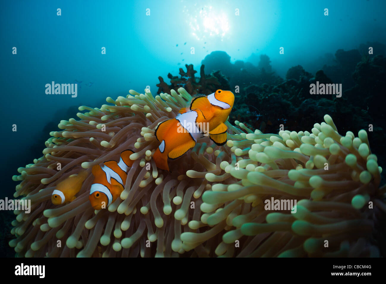 Family of Clown Anemonefish, Amphiprion ocellaris, Cenderawasih Bay, West Papua, Indonesia Stock Photo