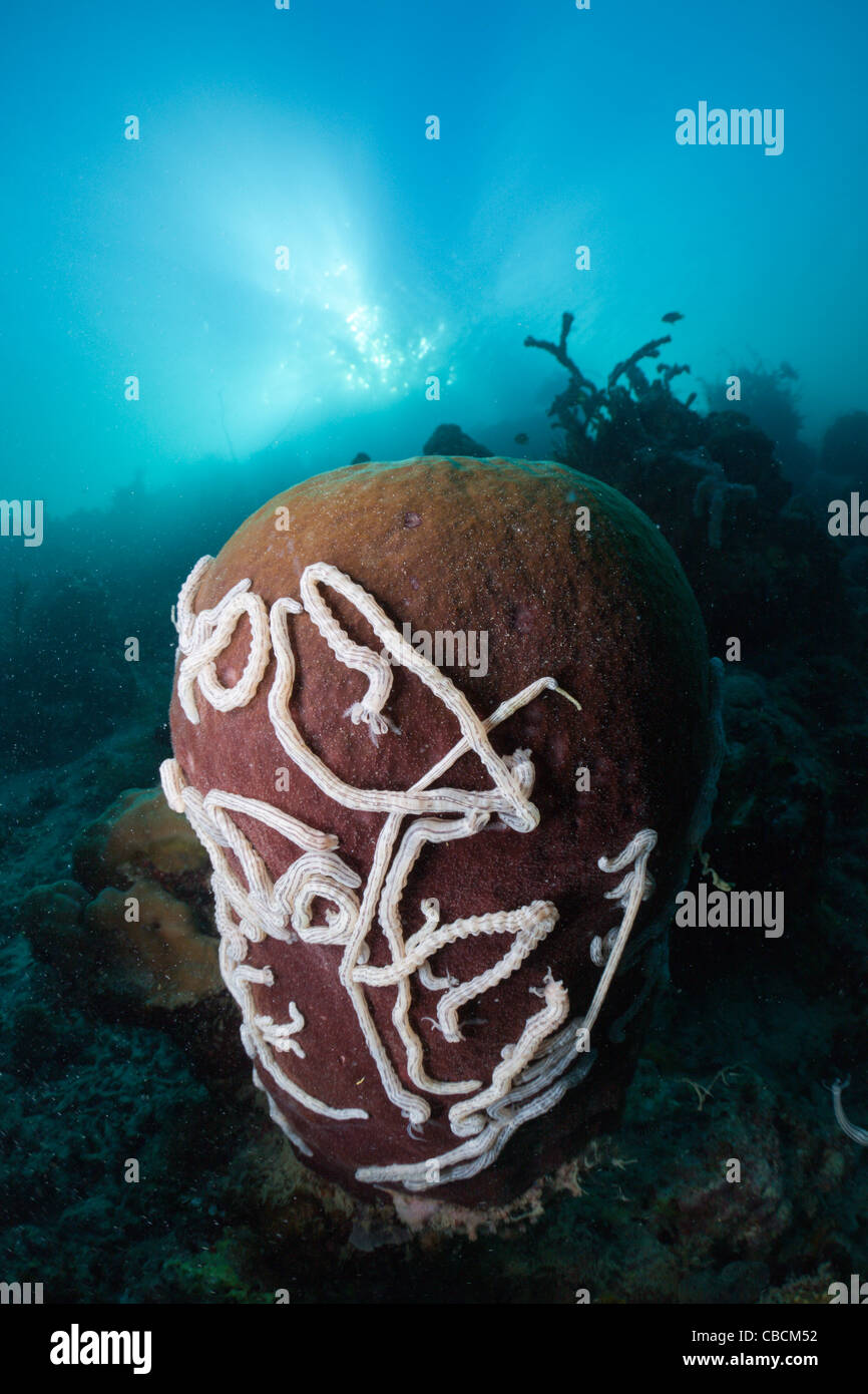 White Sea Cucumbers on Barrel Sponge, Synaptula sp., Xestopongia testudinaria, Cenderawasih Bay, West Papua, Indonesia Stock Photo