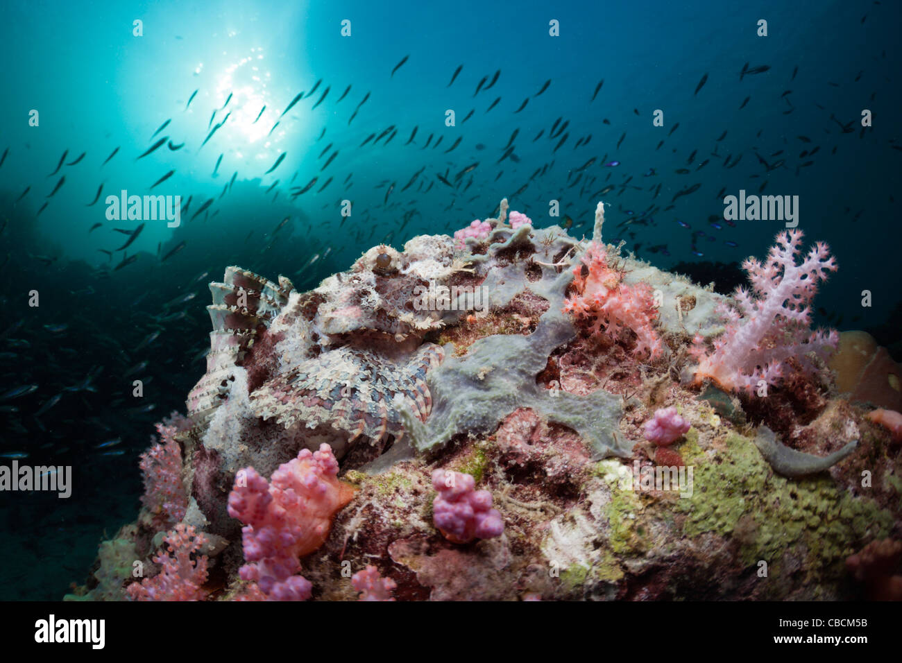 Papuan Scorpianfish on Coral Reef, Scorpaenopsis papuensis, Cenderawasih Bay, West Papua, Indonesia Stock Photo