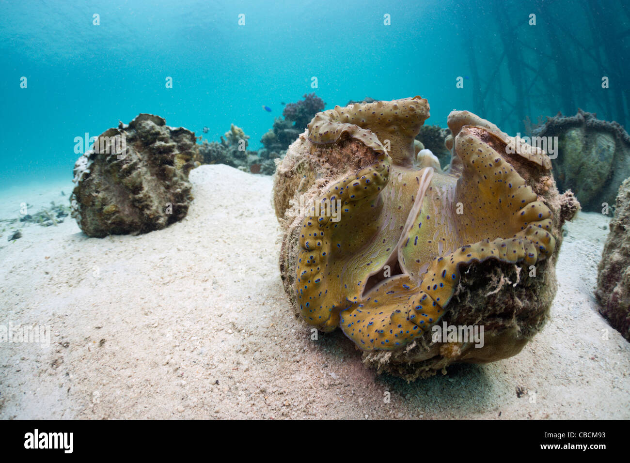 Great clam best sale