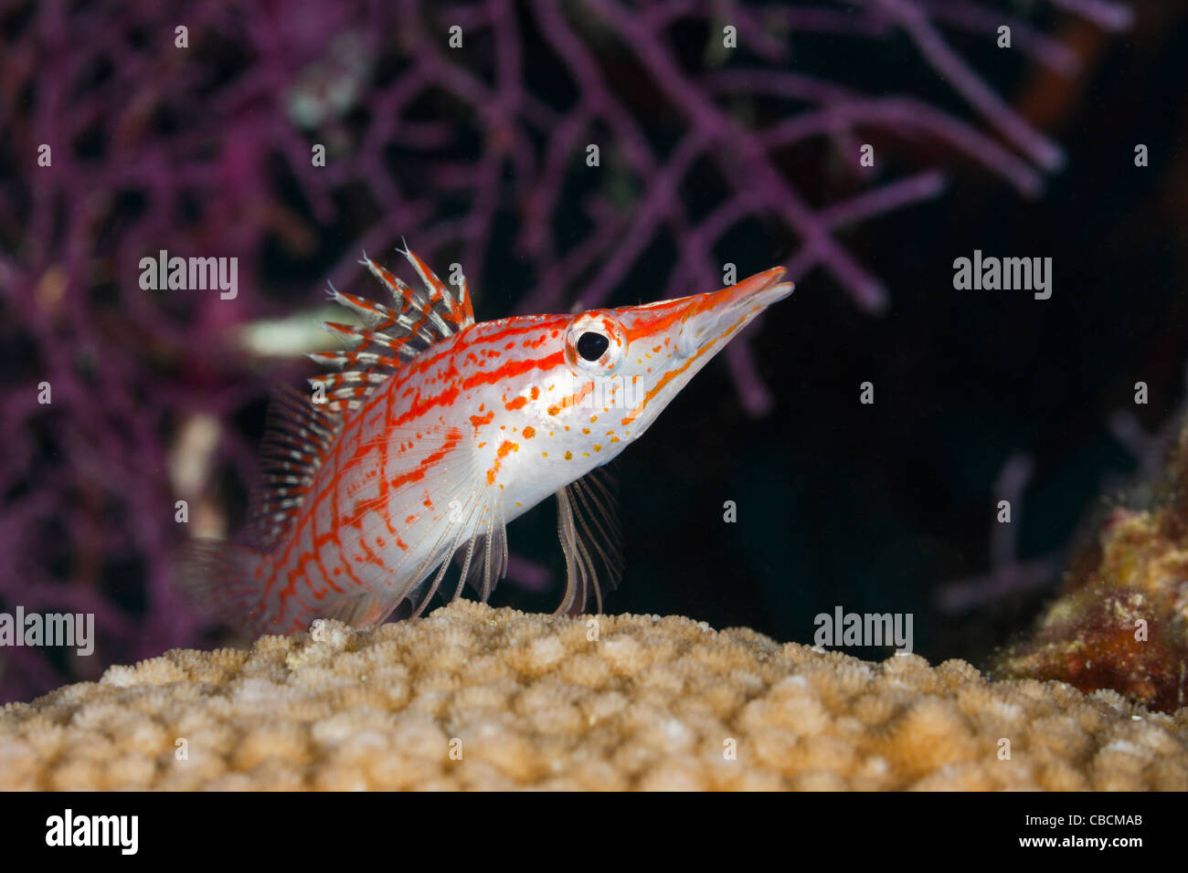 Longnose Hawkfish, Oxycirrhites typus, Cenderawasih Bay, West Papua, Indonesia Stock Photo